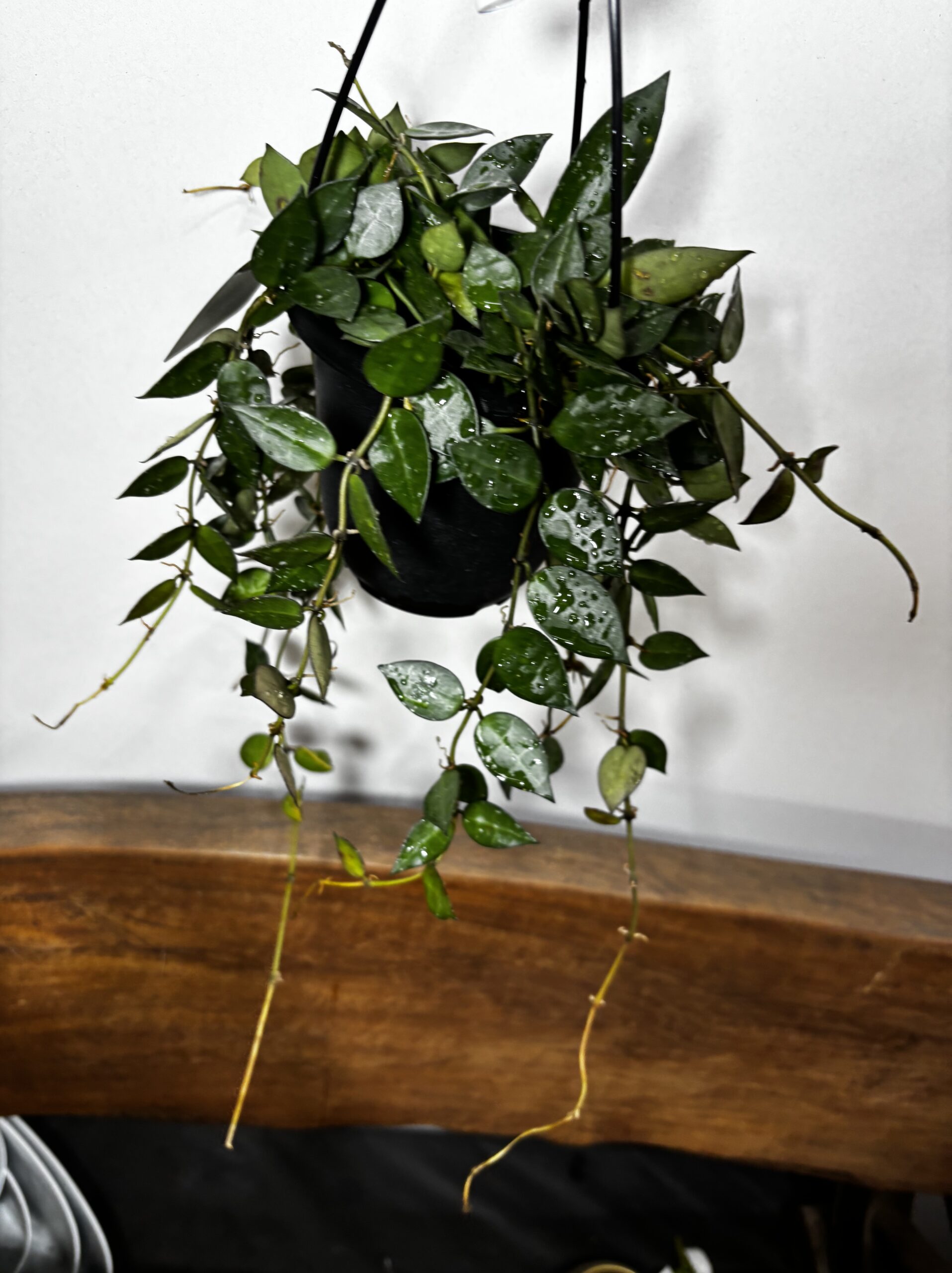 ホヤ・クロニアナ