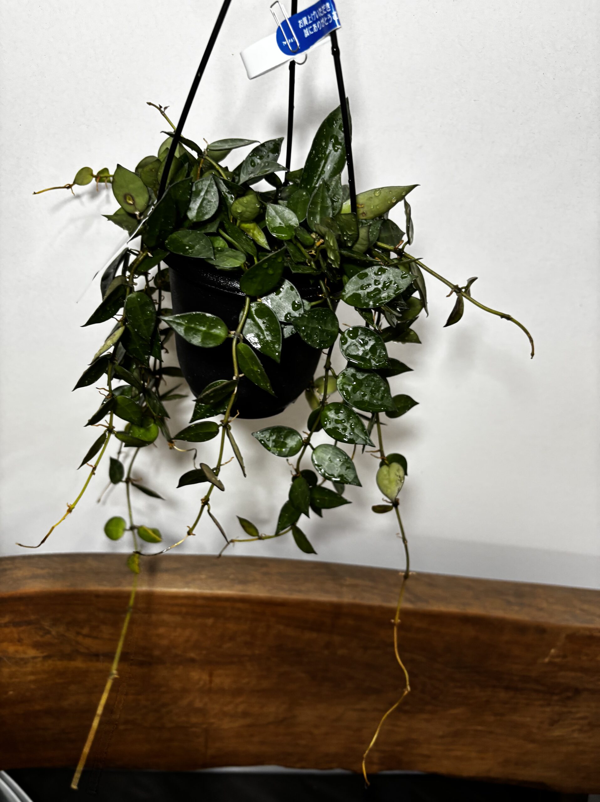 ホヤ・クロニアナ - 画像 (4)