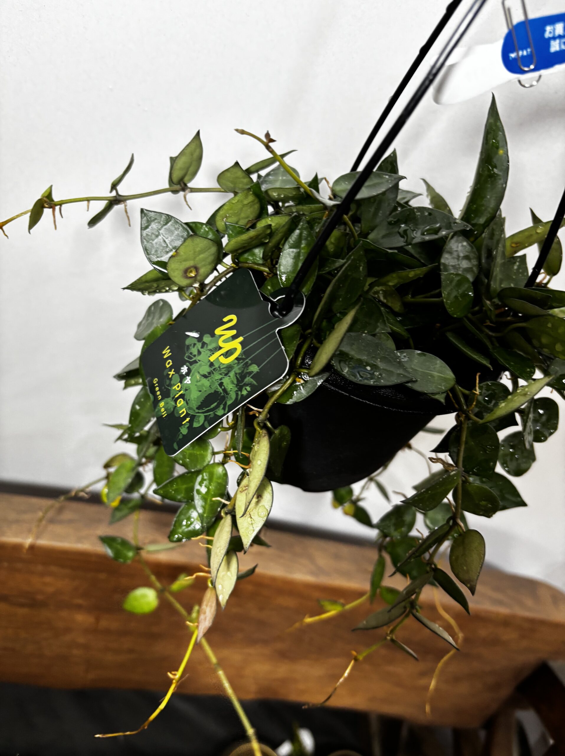 ホヤ・クロニアナ - 画像 (6)