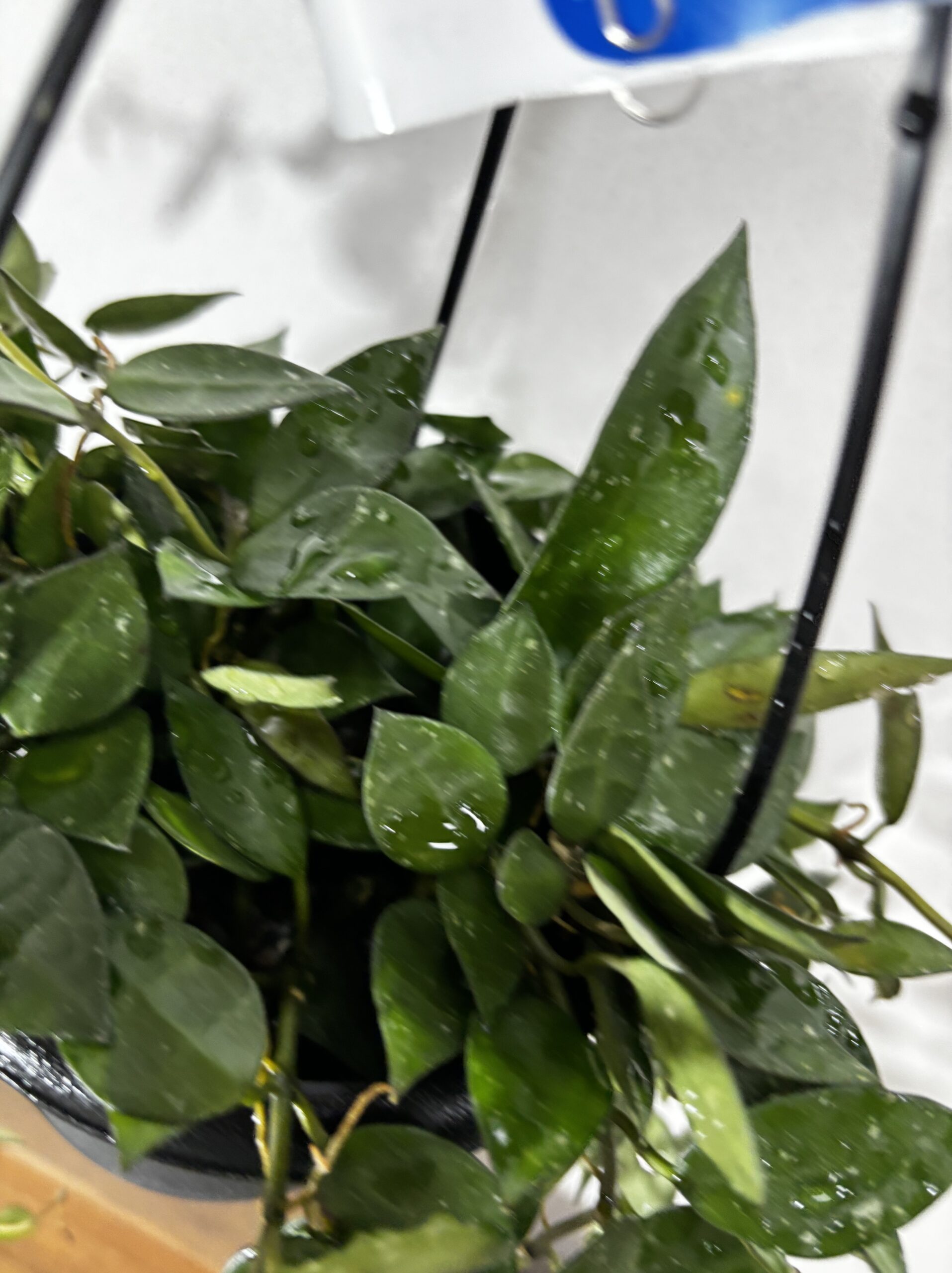 ホヤ・クロニアナ - 画像 (3)