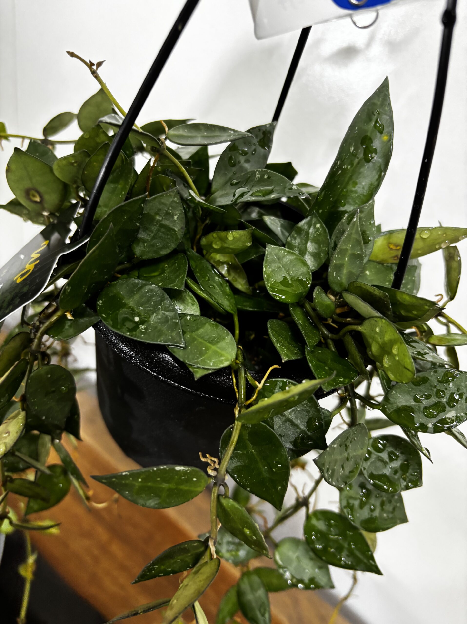 ホヤ・クロニアナ - 画像 (2)