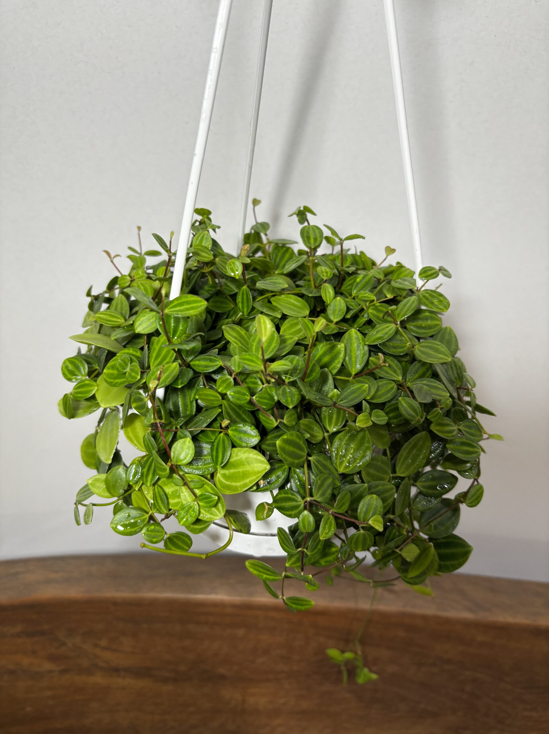 ペペロミア・アングラータ 5号