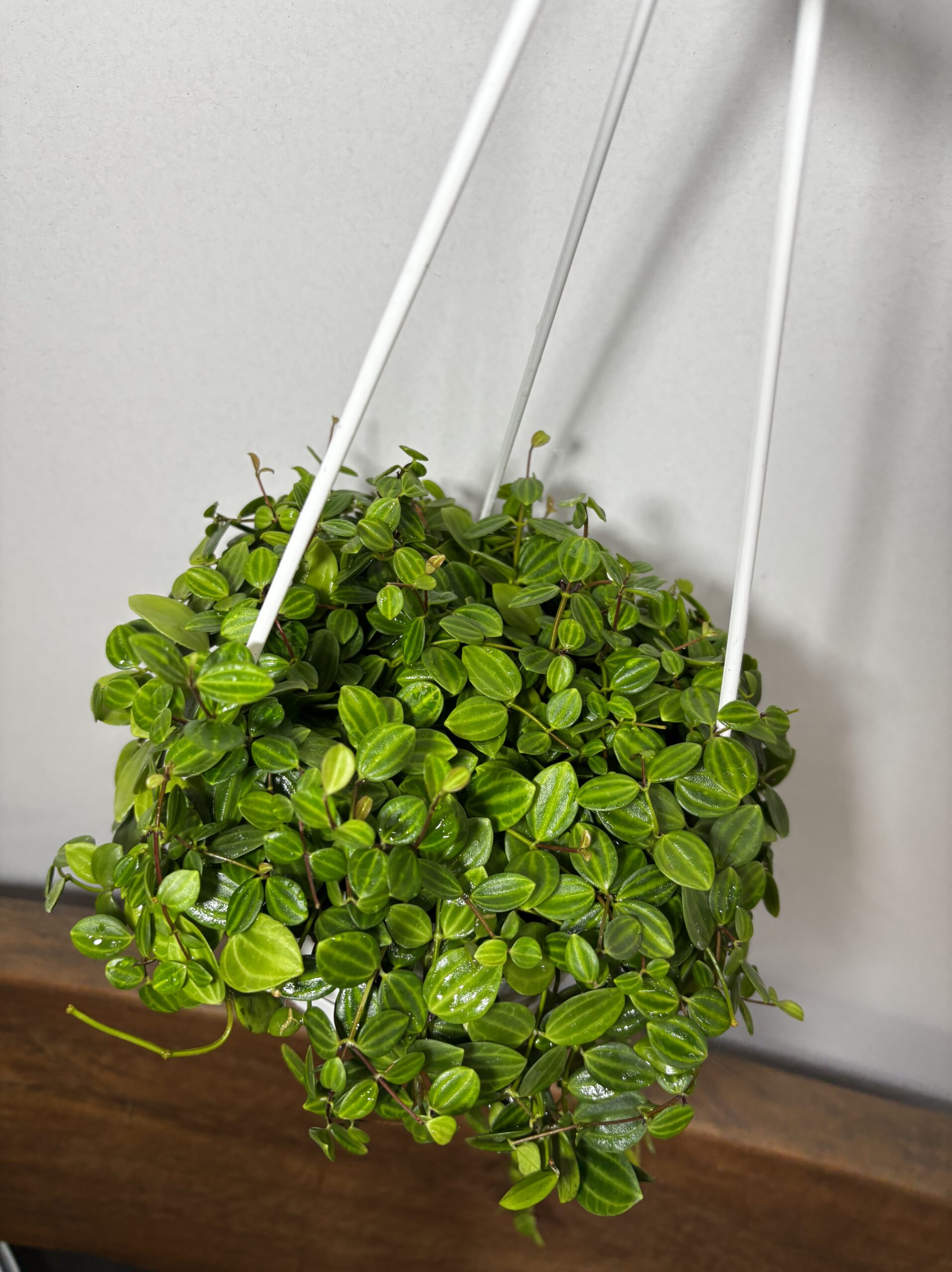 ペペロミア・アングラータ　5号 - 画像 (2)