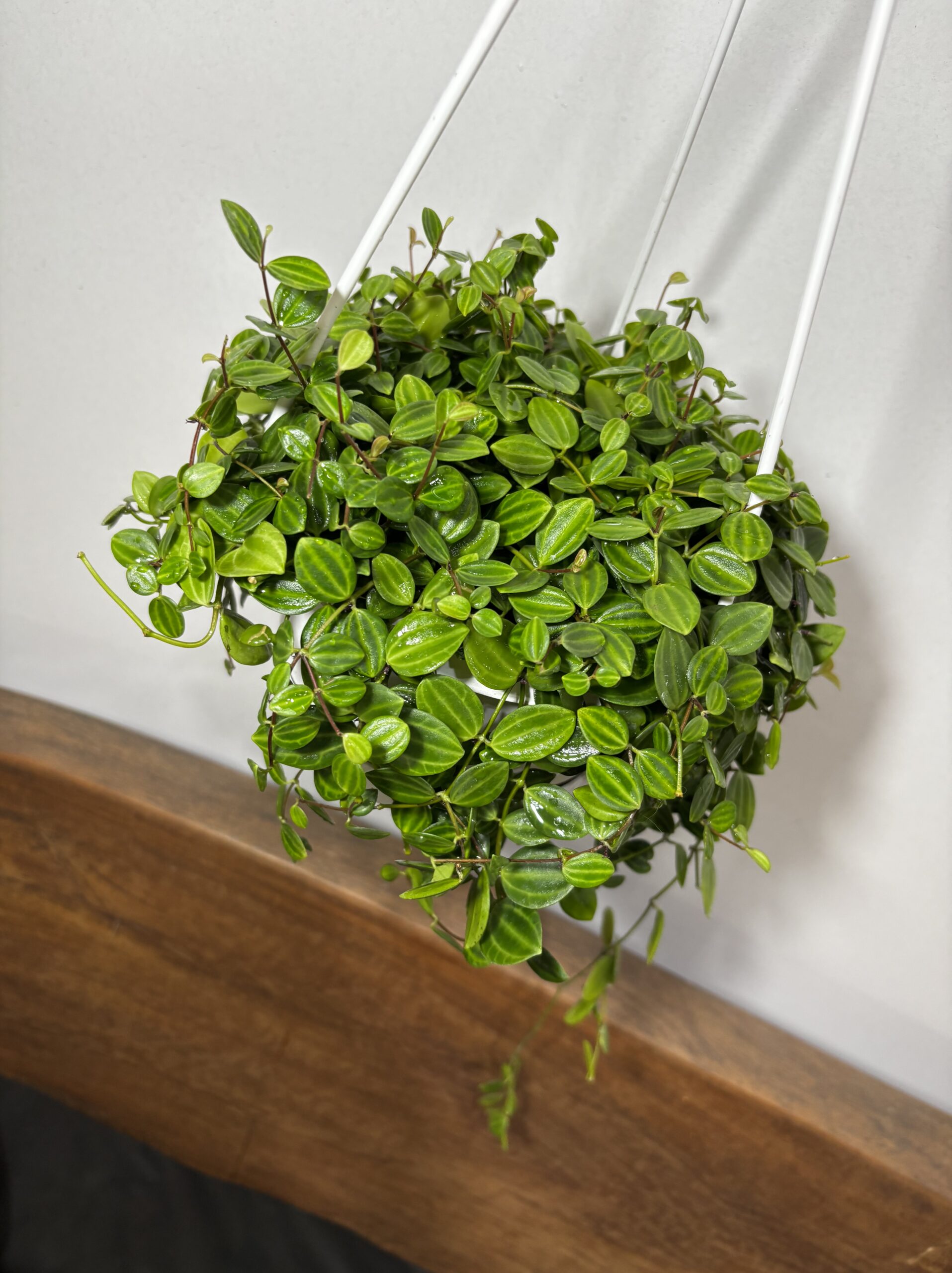 ペペロミア・アングラータ　5号 - 画像 (3)