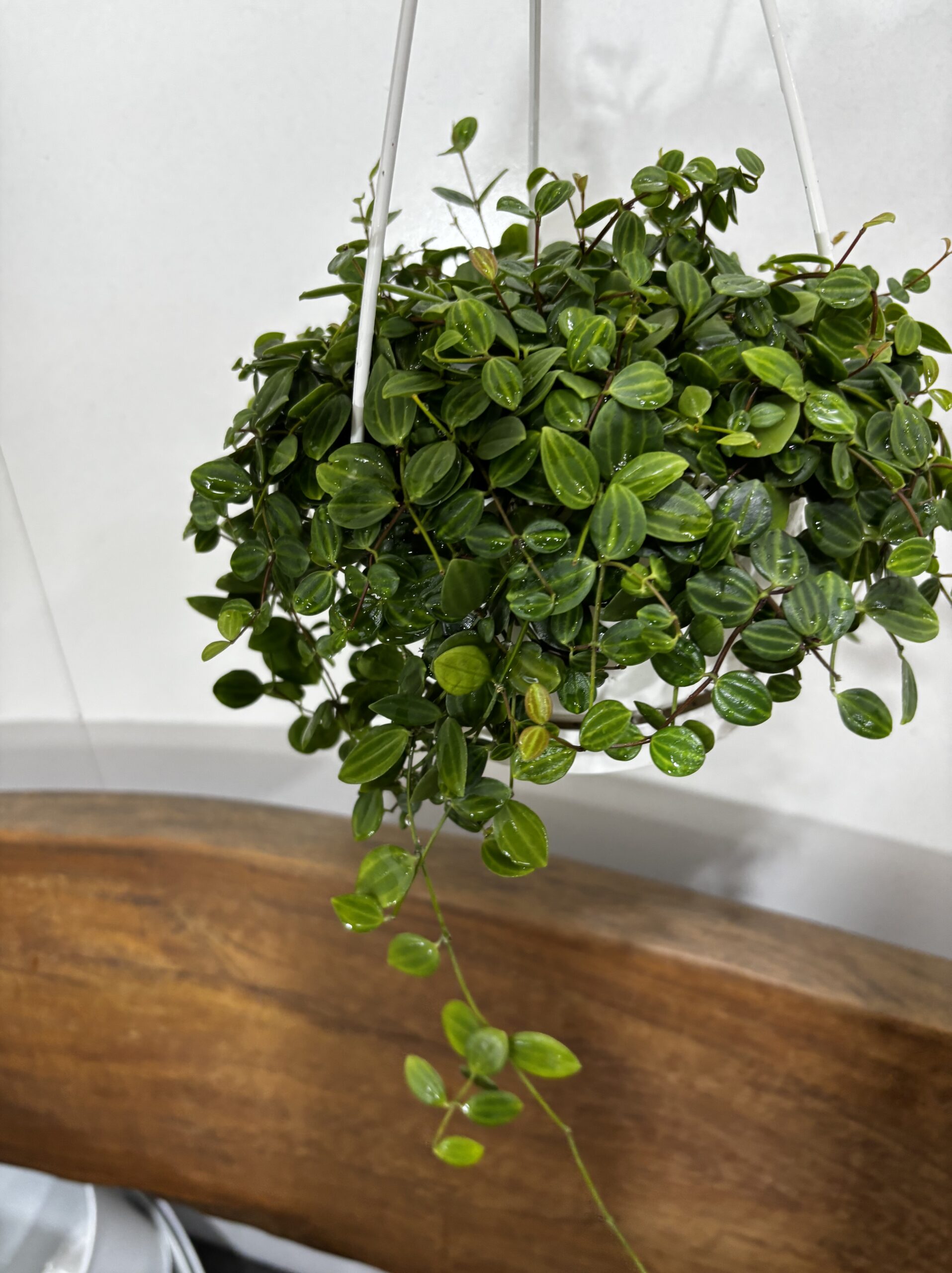 ペペロミア・アングラータ　5号 - 画像 (4)