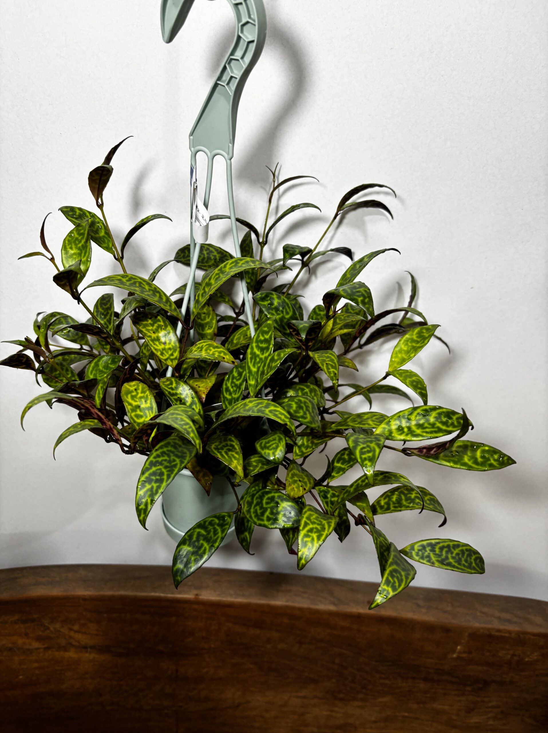 エスキナンサス・マルモラタス 4号