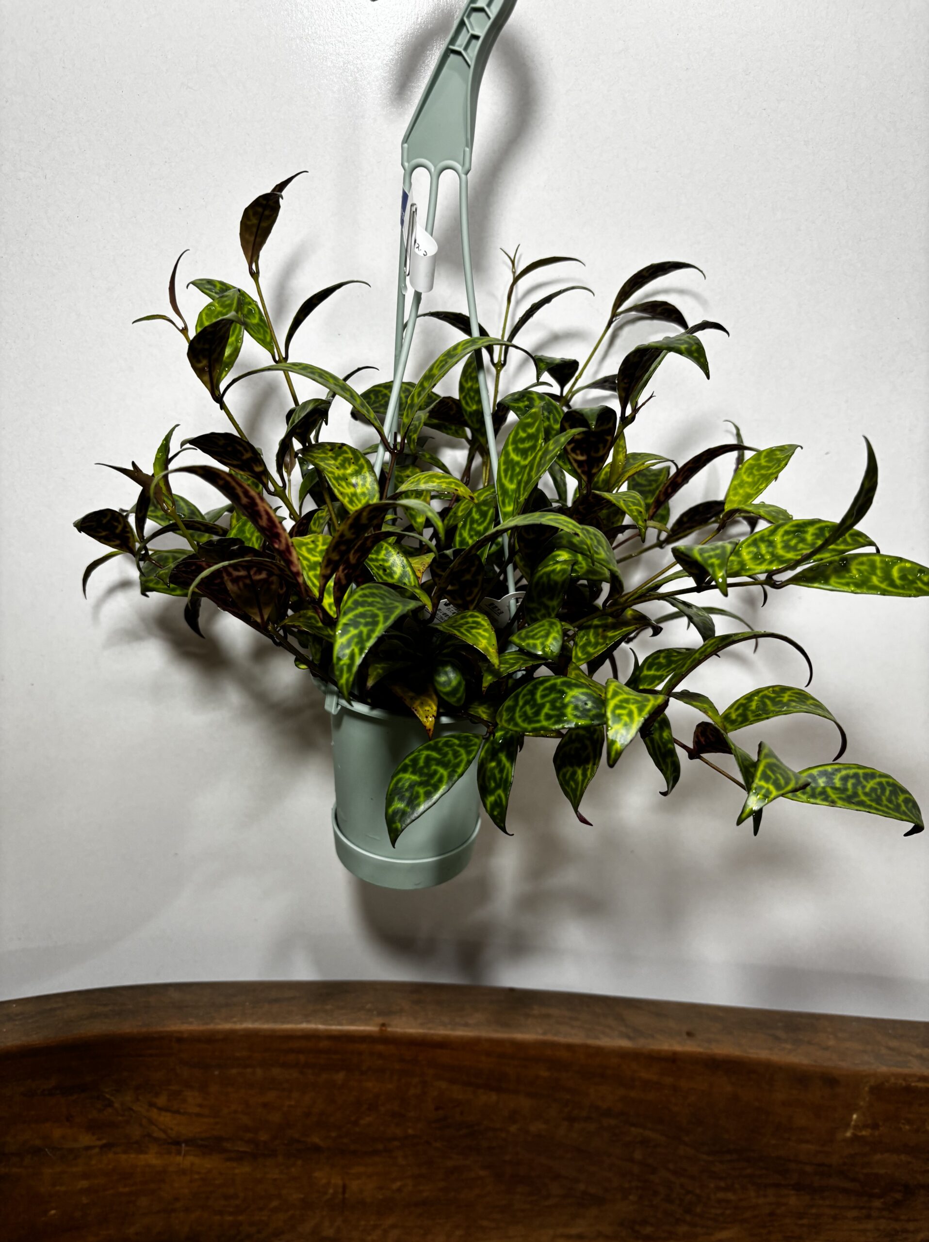 エスキナンサス・マルモラタス　4号 - 画像 (2)