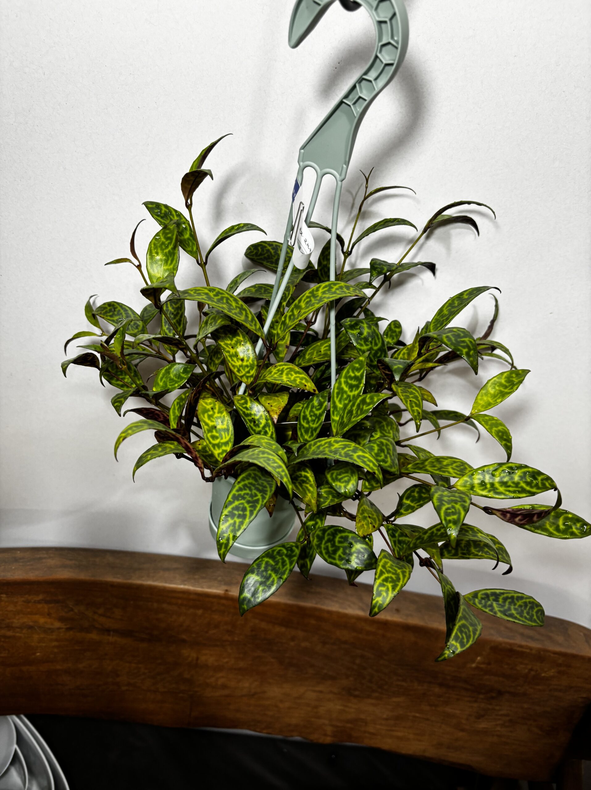 エスキナンサス・マルモラタス　4号 - 画像 (3)