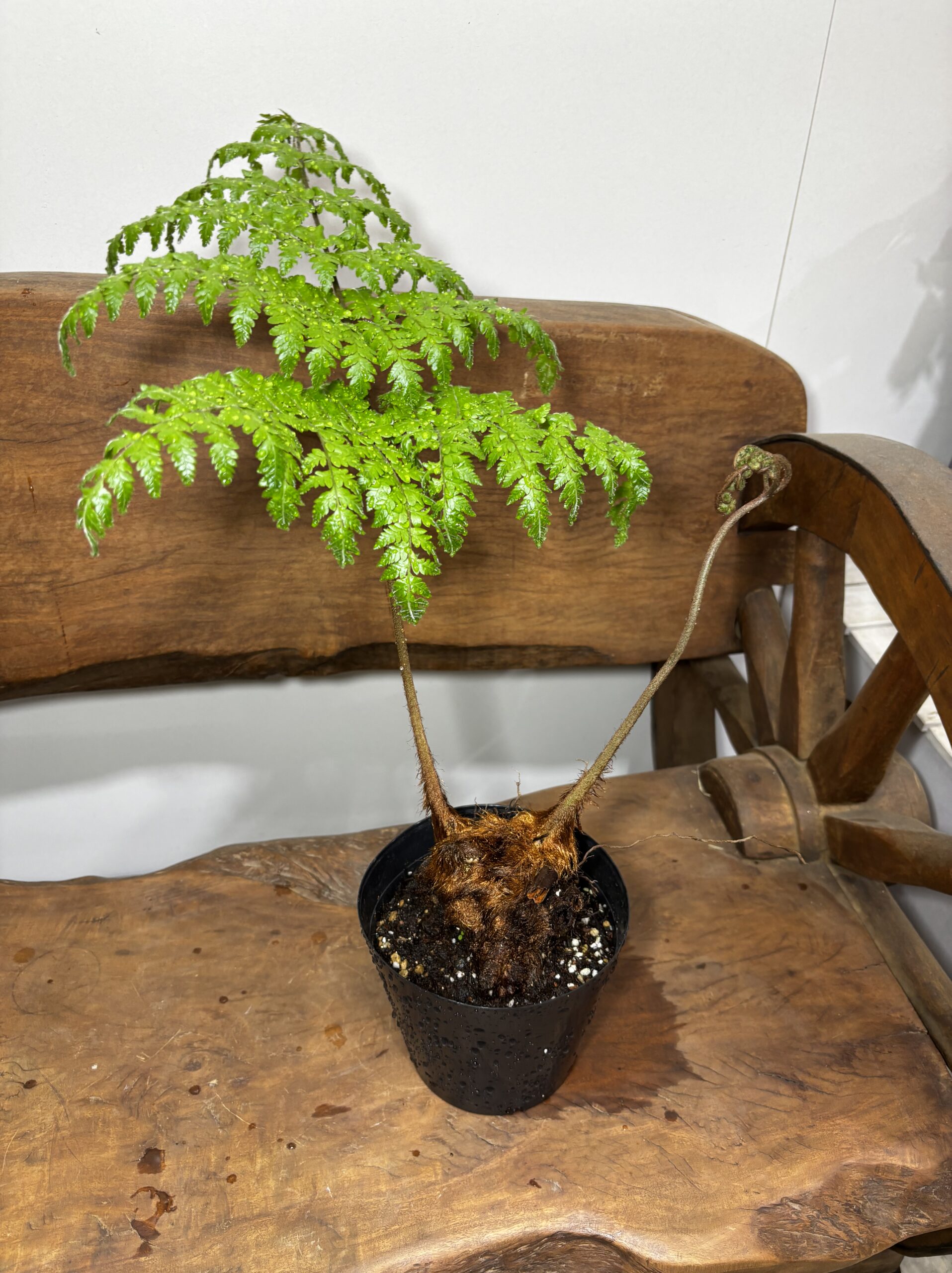 高ワラビ　5号 - 画像 (2)