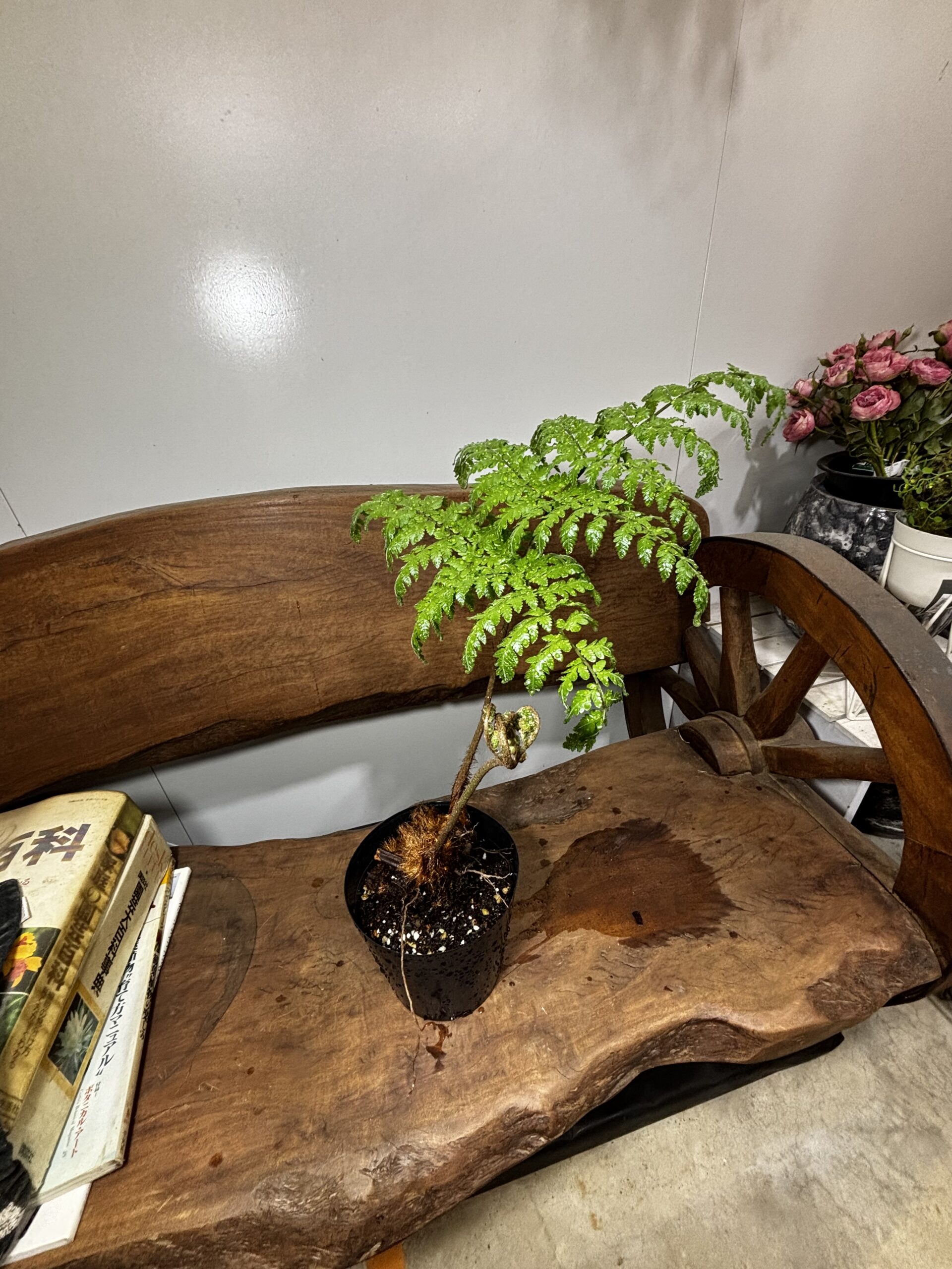 高ワラビ　5号 - 画像 (3)