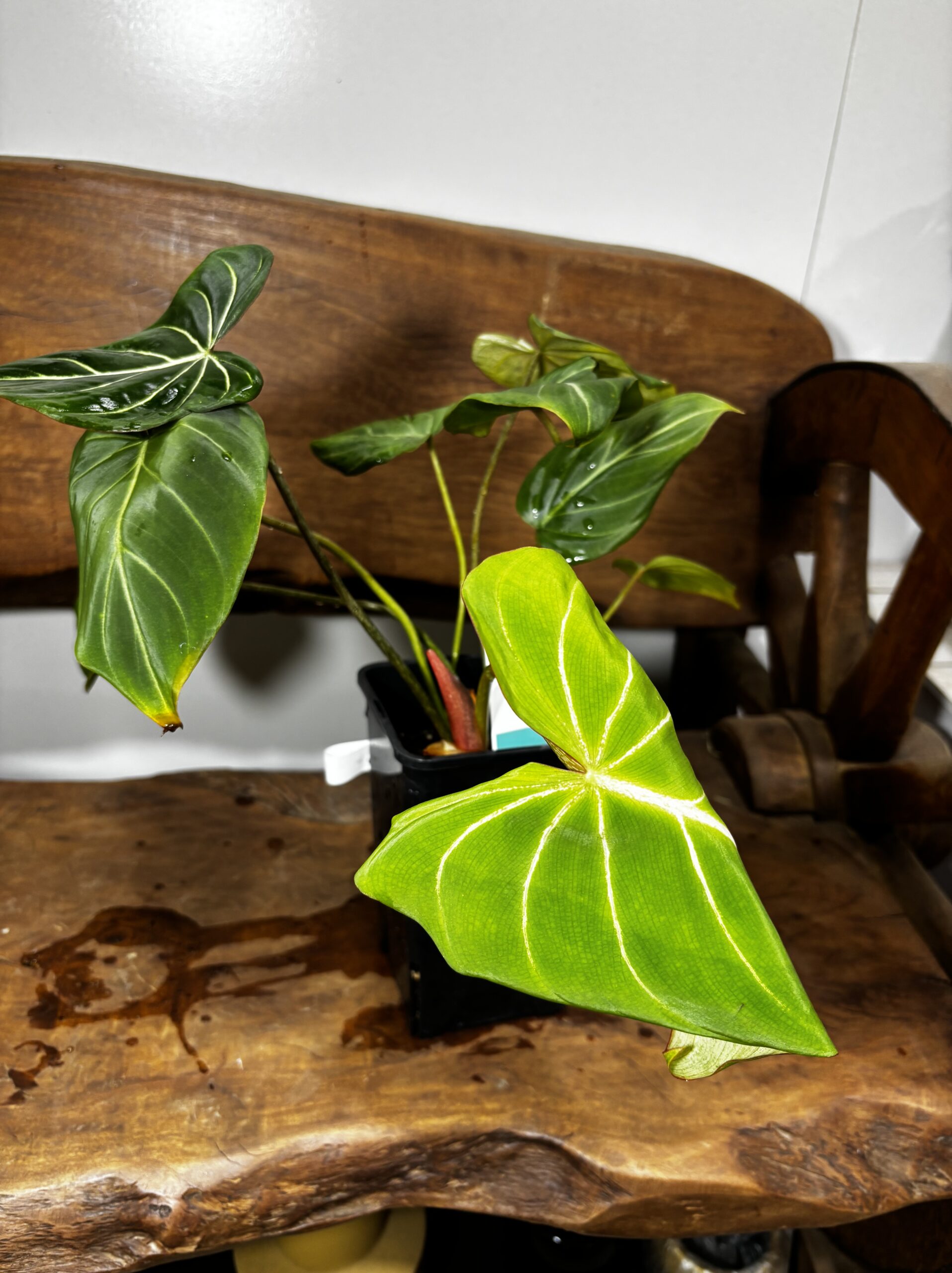 フィロデンドロン・グロリオーサム - 画像 (9)