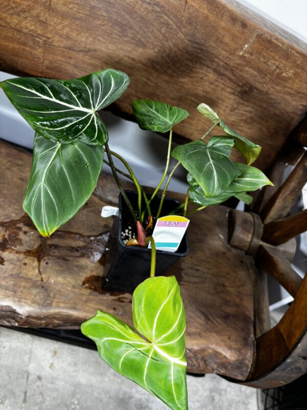 フィロデンドロン・グロリオーサム | Plants Shop Big Smile 通販