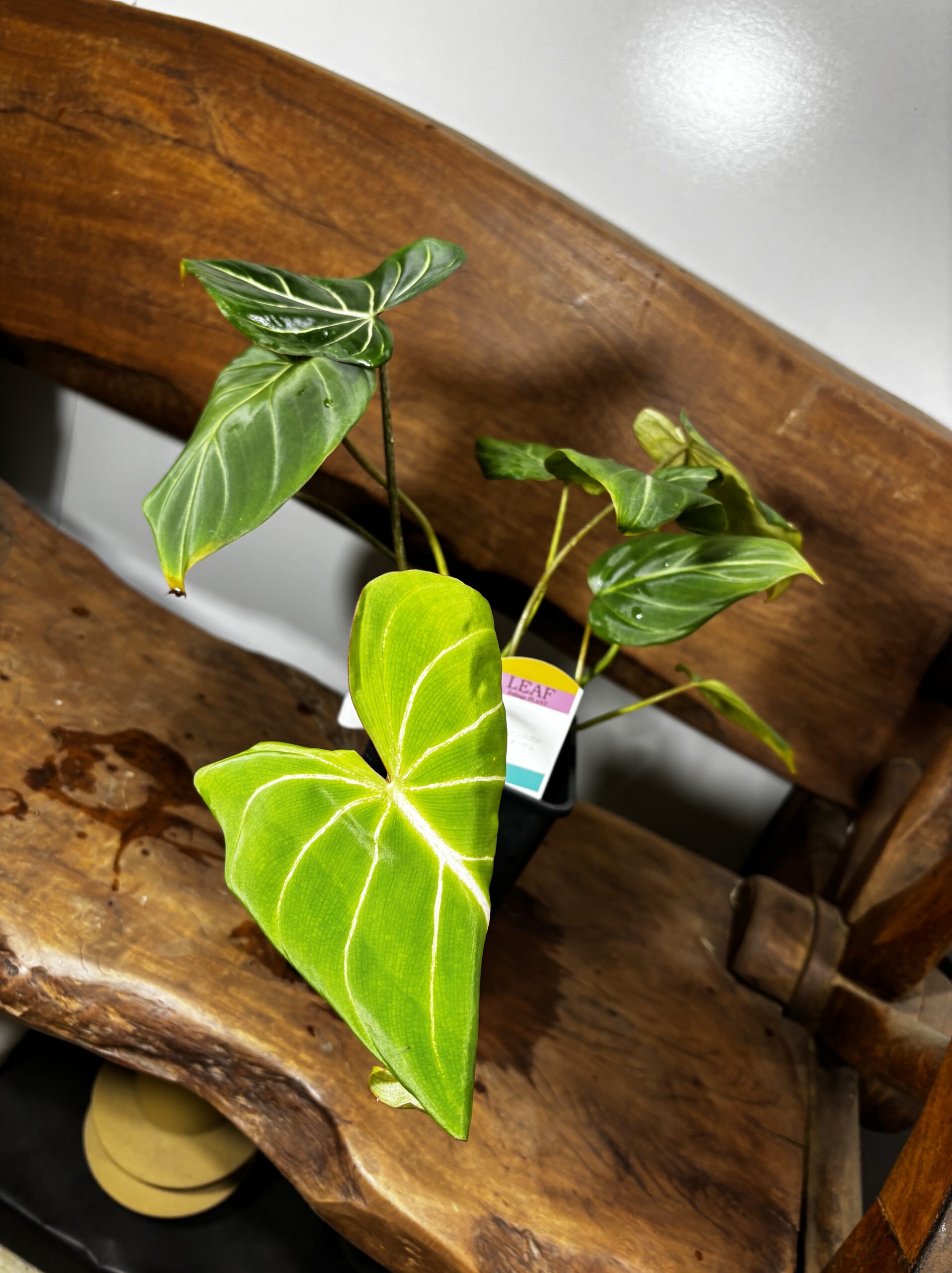 フィロデンドロン・グロリオーサム - 画像 (10)