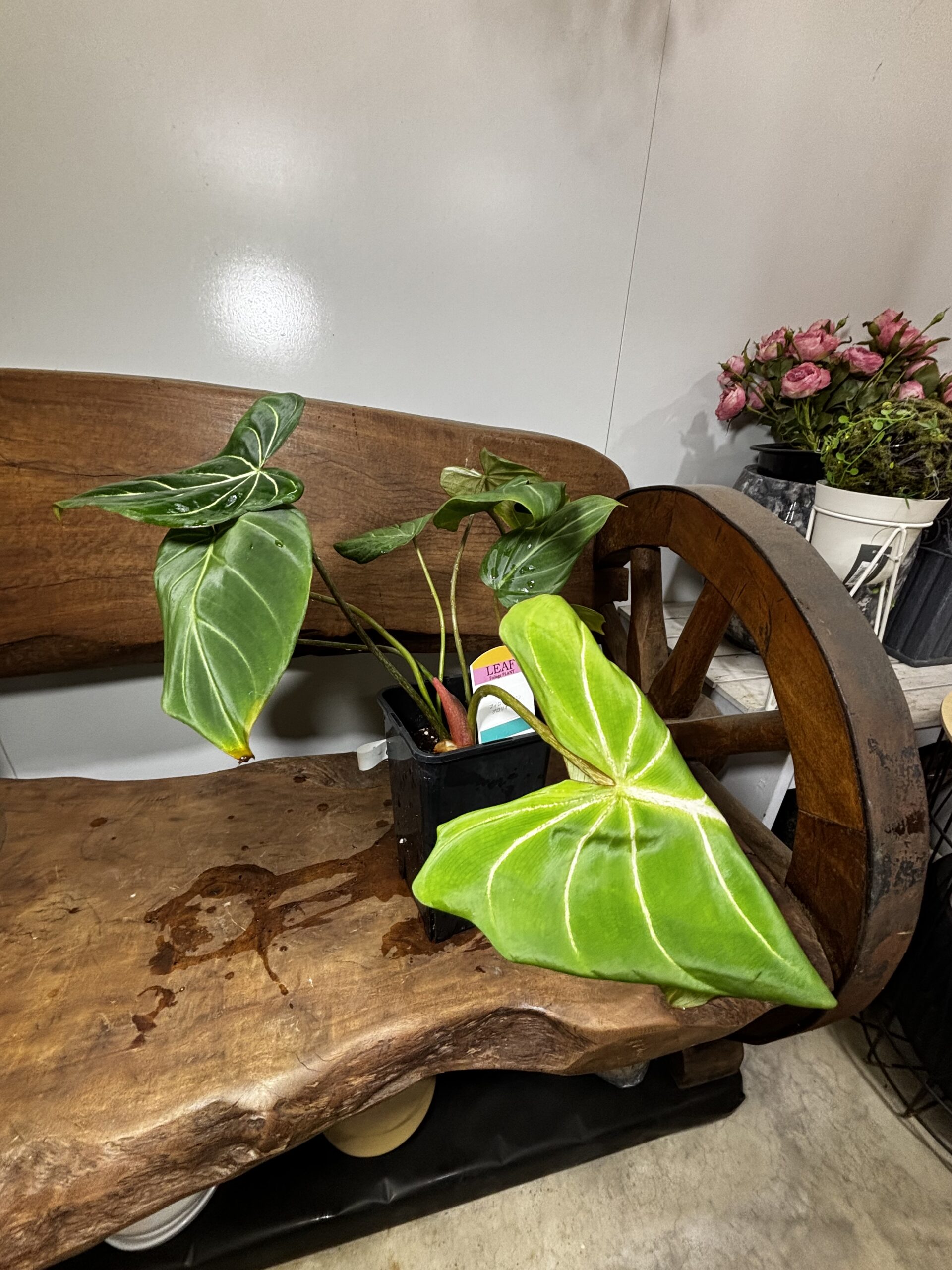 フィロデンドロン・グロリオーサム - 画像 (11)