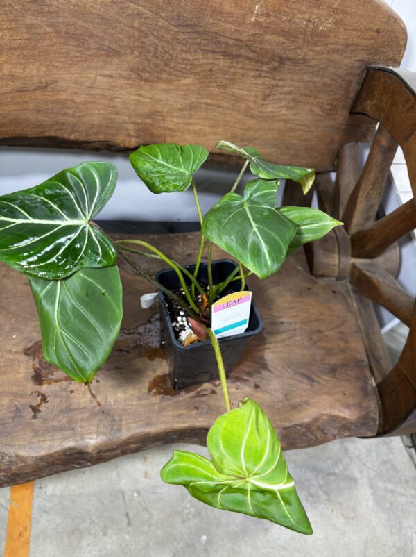 フィロデンドロン・グロリオーサム | Plants Shop Big Smile 通販