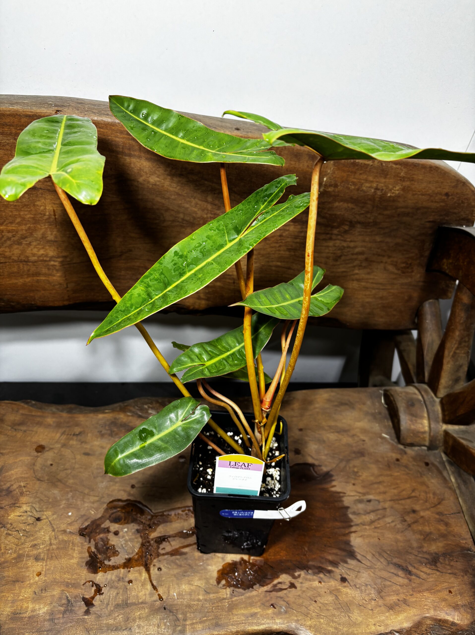 フィロデンドロン・ビレッタエ | Plants Shop Big Smile 通販