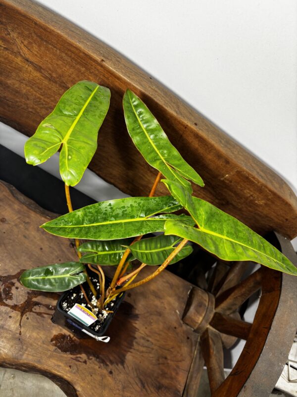 フィロデンドロン・ビレッタエ | Plants Shop Big Smile 通販