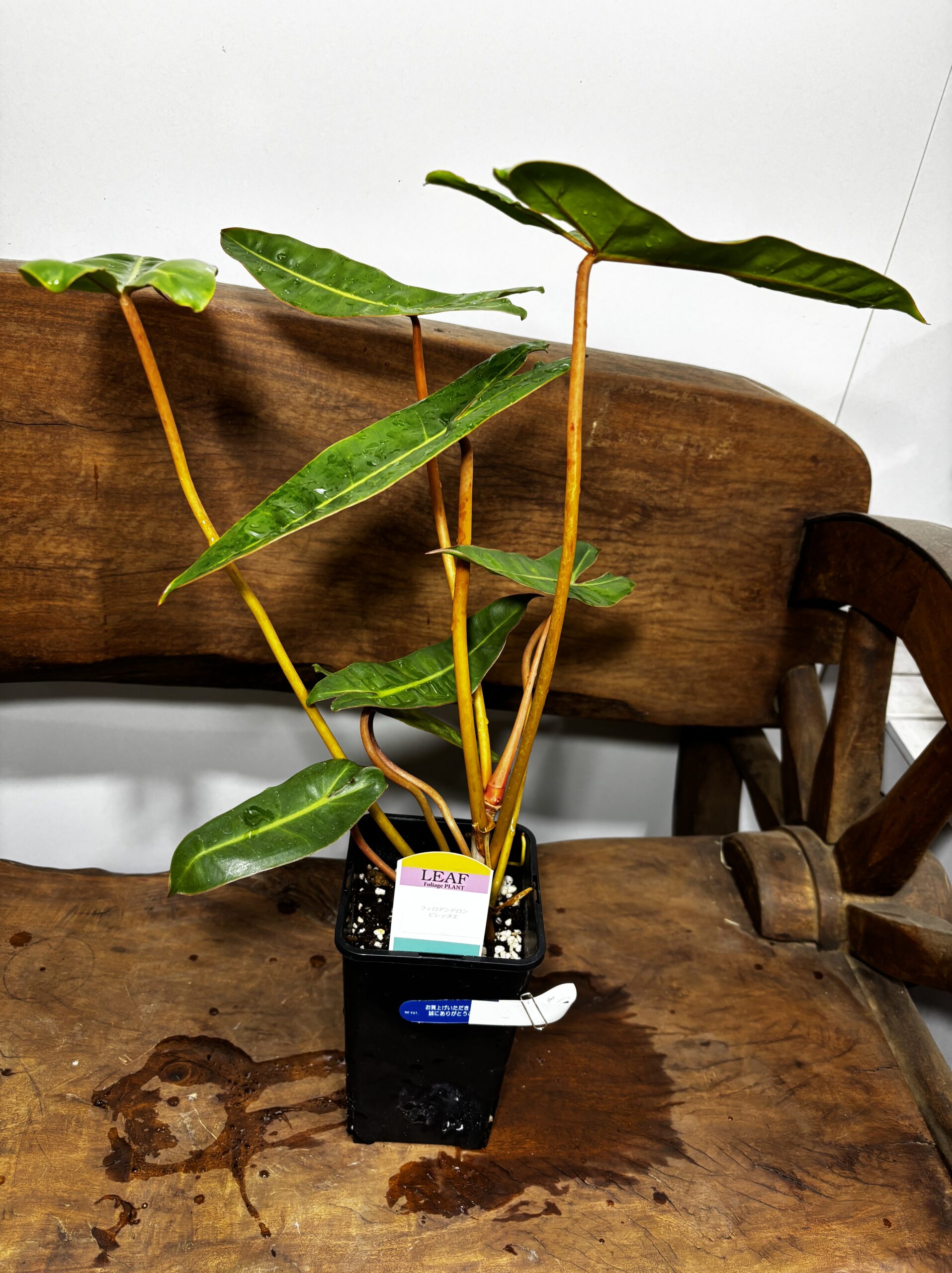 フィロデンドロン・ビレッタエ - 画像 (3)