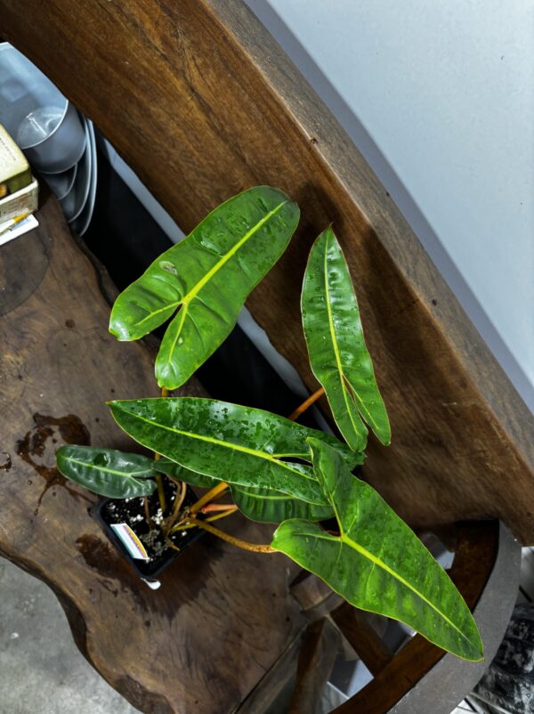 フィロデンドロン・ビレッタエ | Plants Shop Big Smile 通販