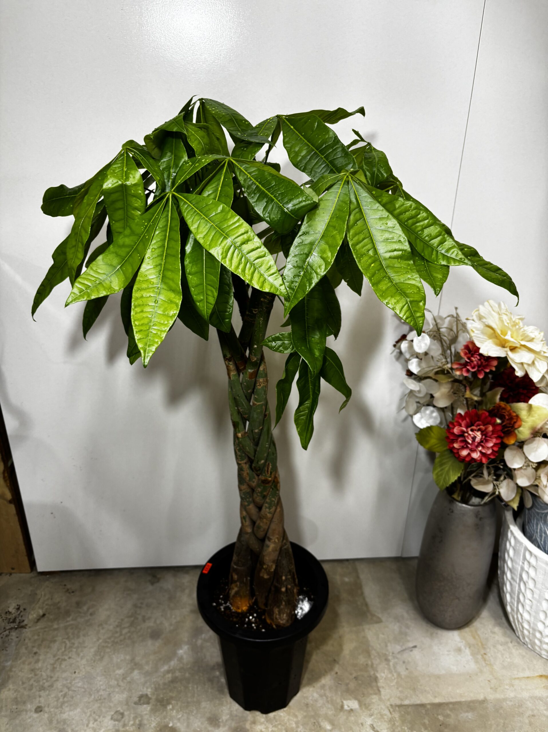 パキラ 編み 8号