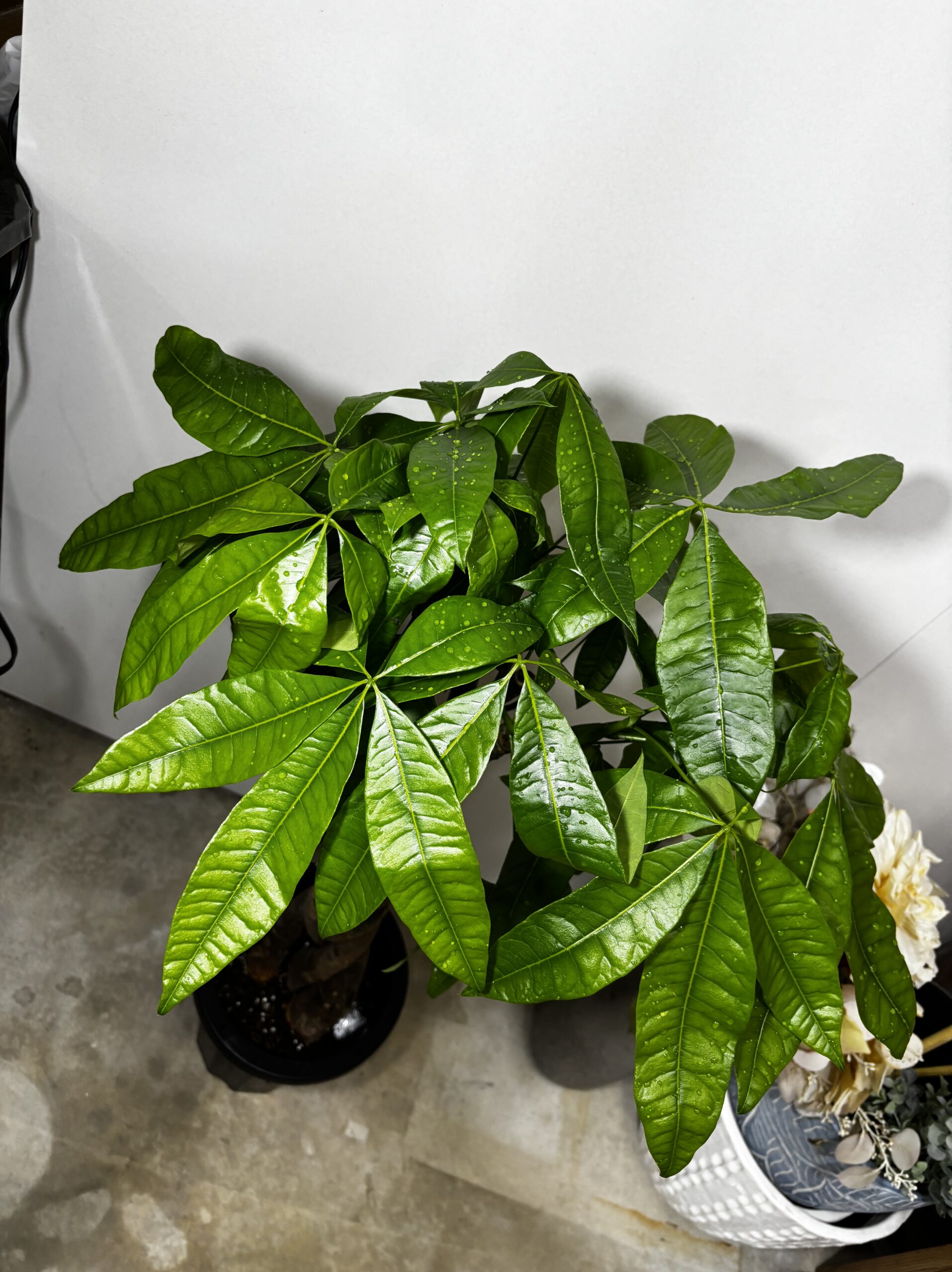 パキラ　編み　8号 - 画像 (2)