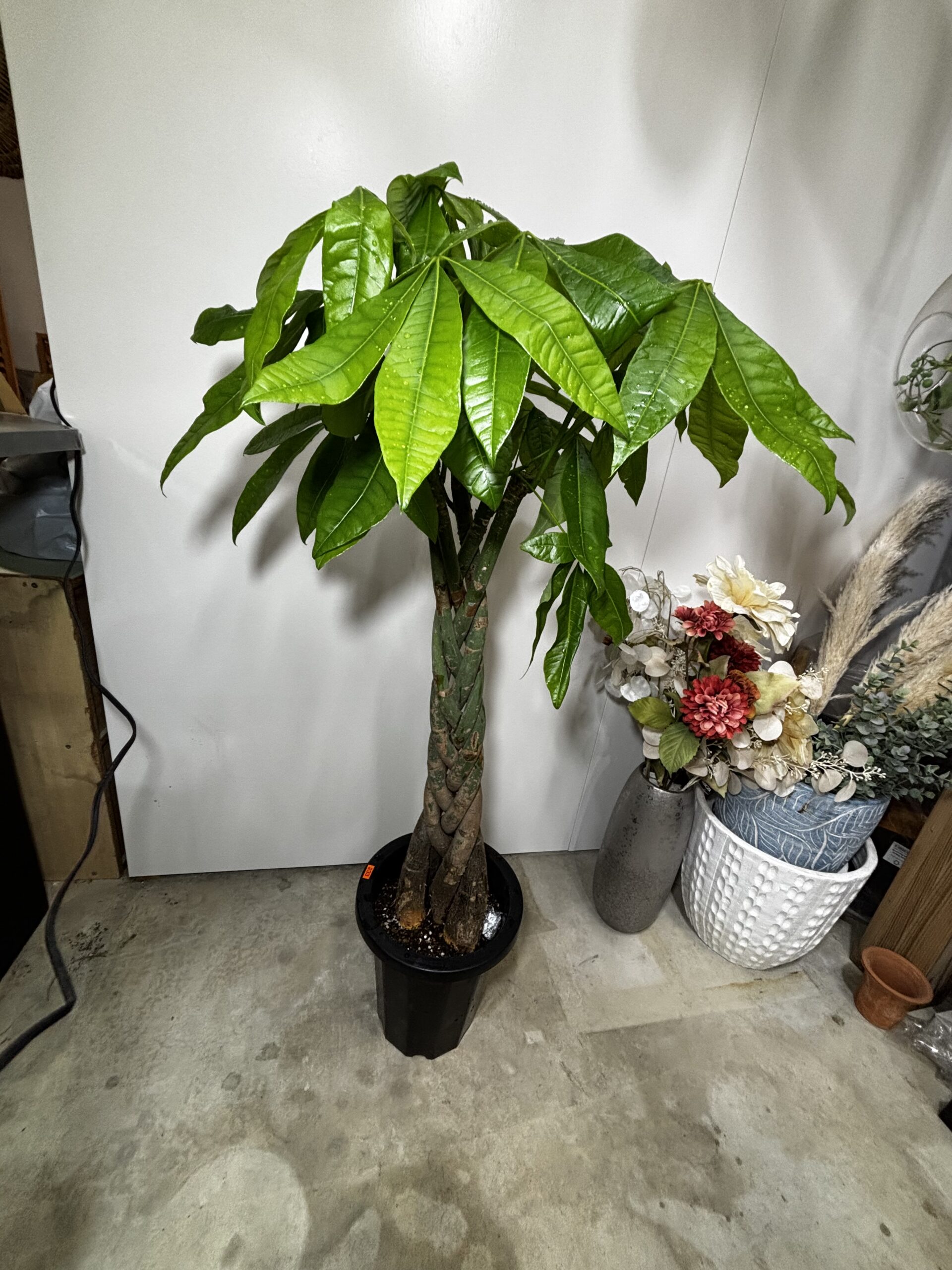 パキラ　編み　8号 - 画像 (3)