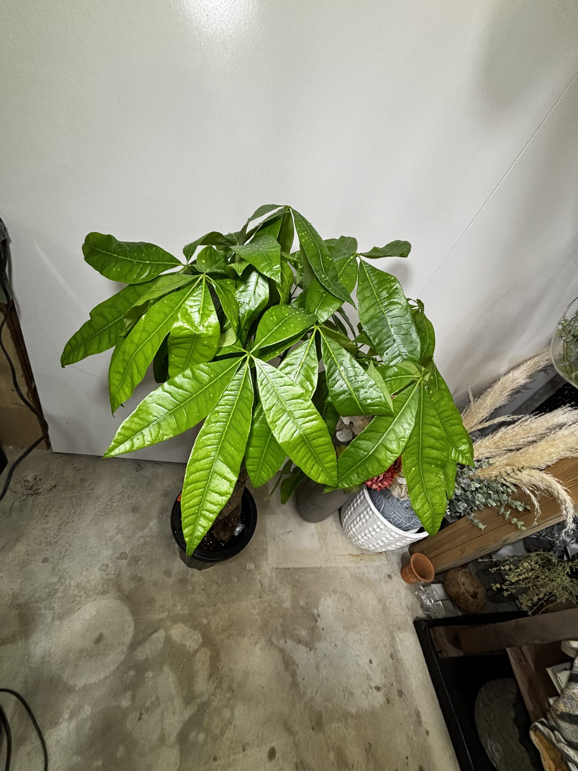 パキラ　編み　8号 - 画像 (4)