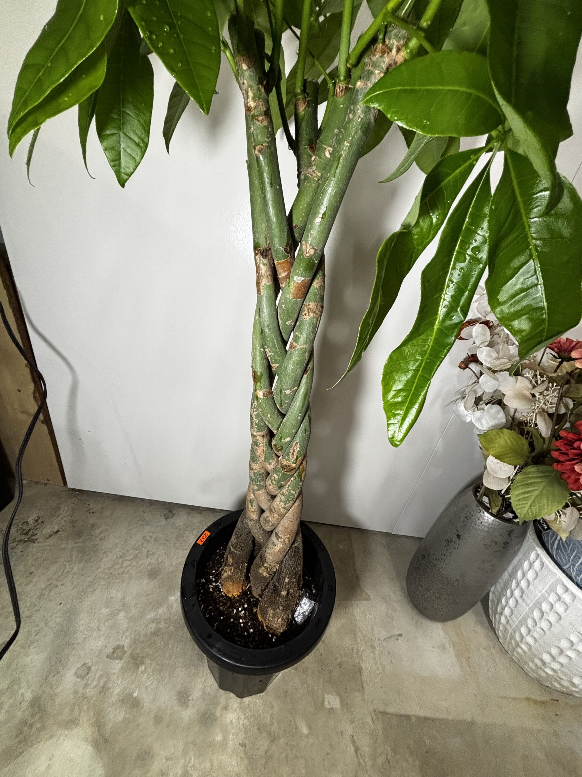 パキラ　編み　8号 - 画像 (5)