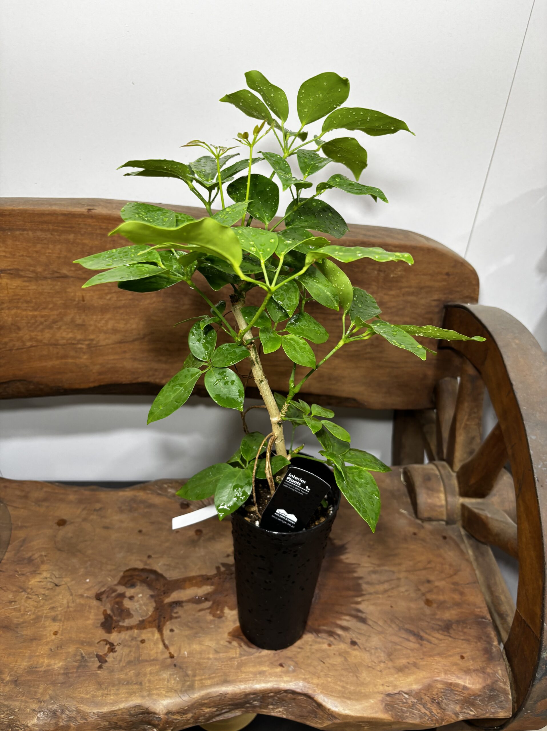 シェフレラ・エリプティカ - 画像 (2)