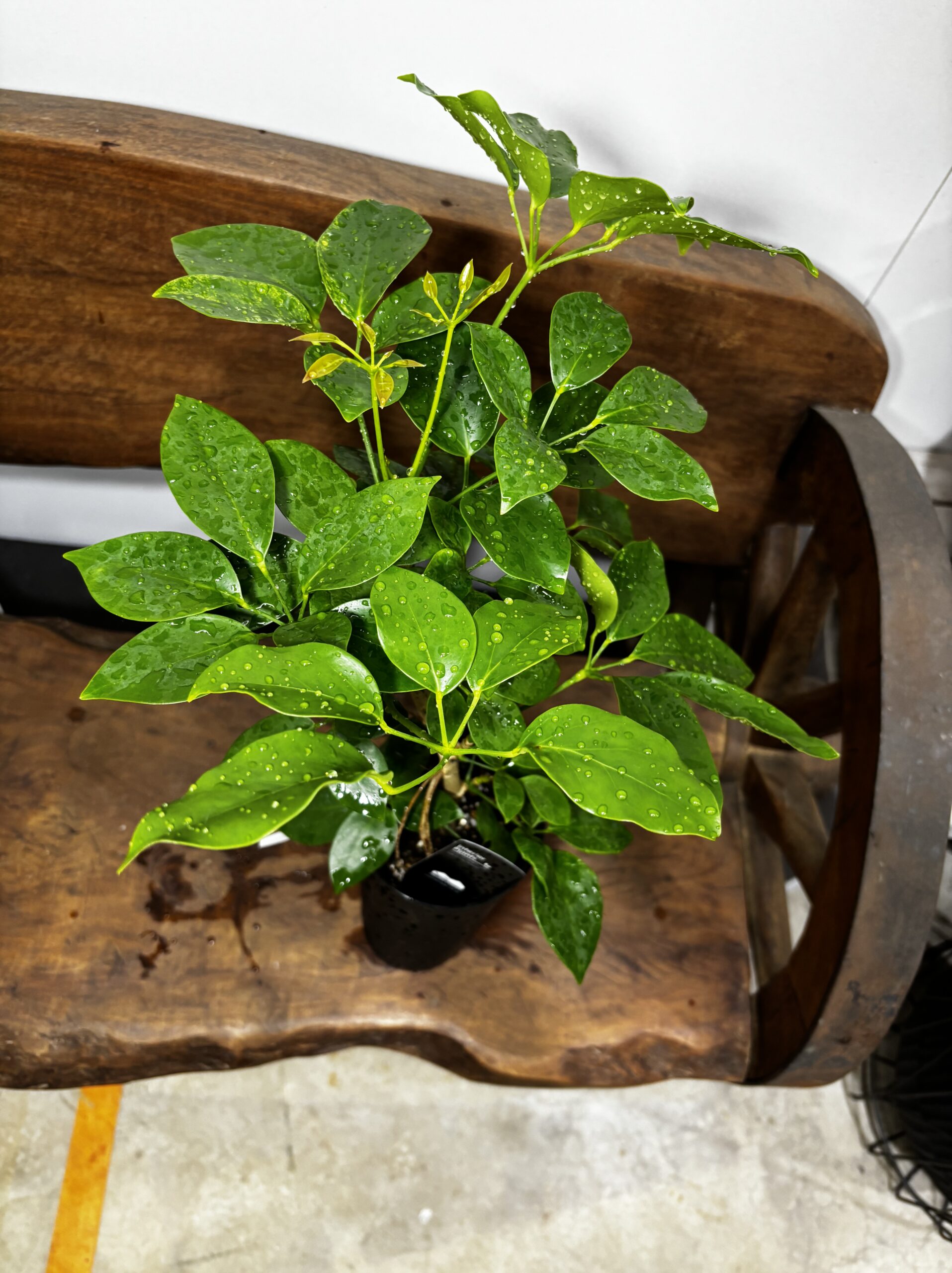 シェフレラ・エリプティカ - 画像 (3)