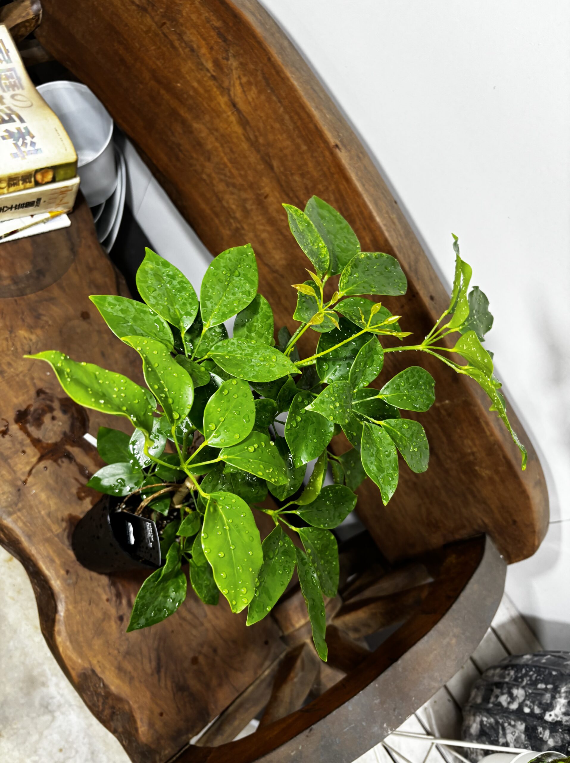 シェフレラ・エリプティカ - 画像 (4)