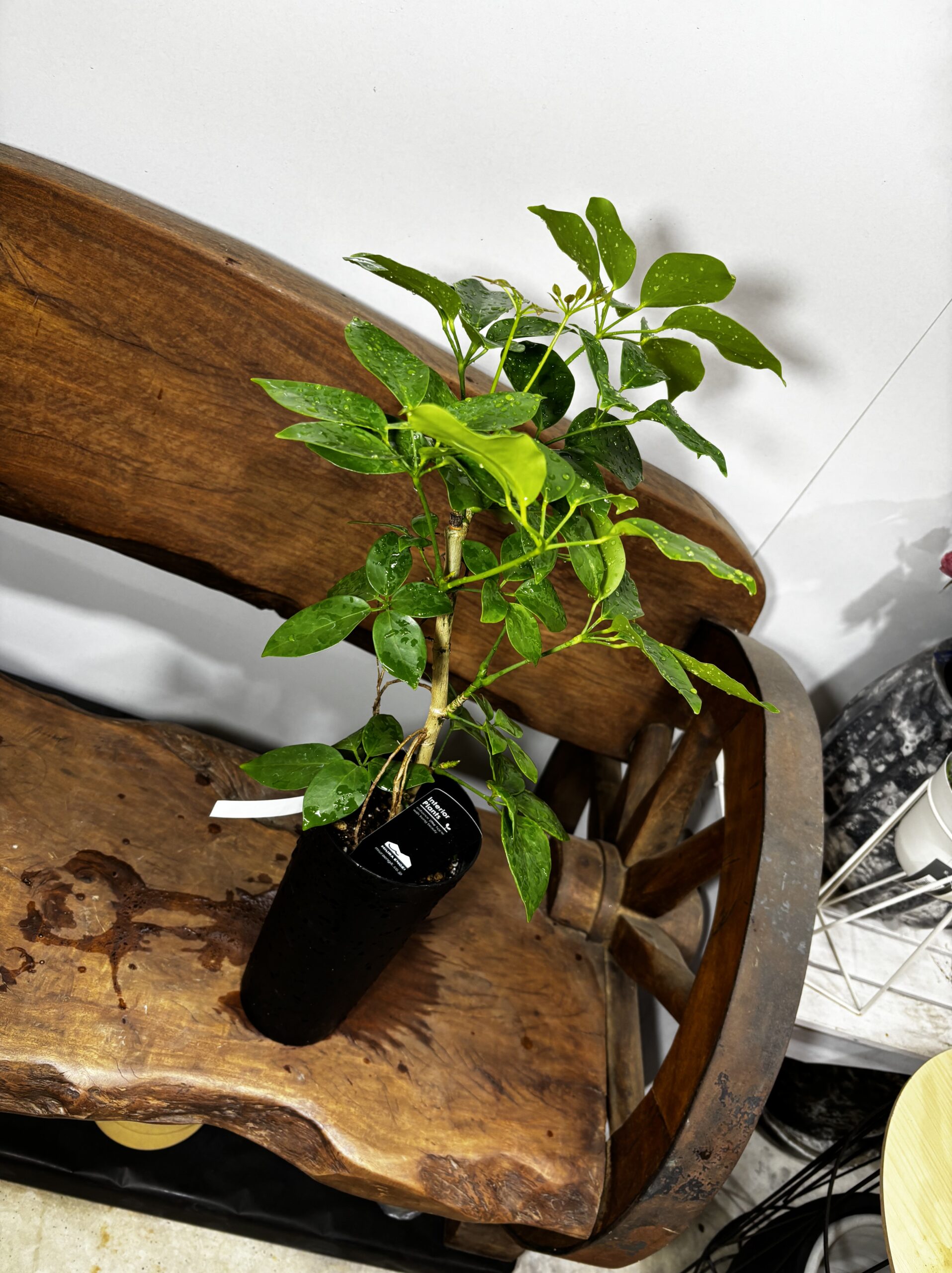 シェフレラ・エリプティカ - 画像 (5)