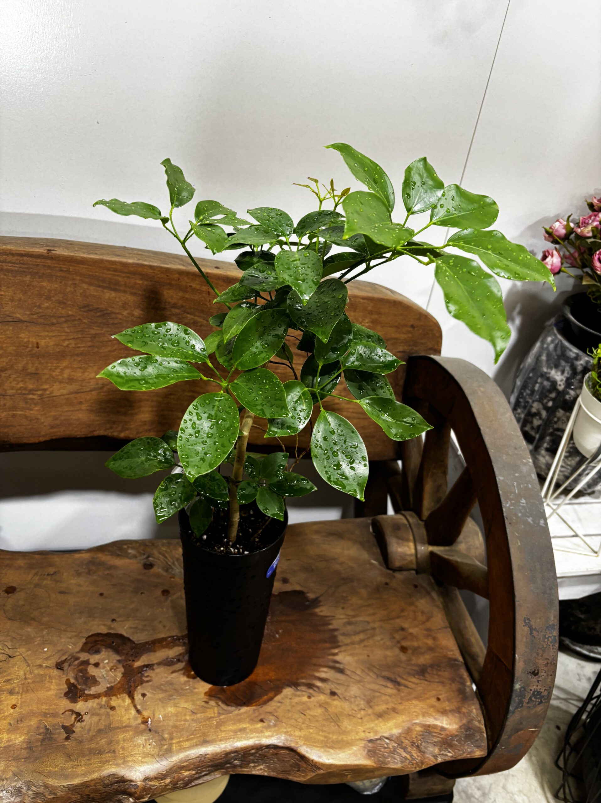 シェフレラ・エリプティカ