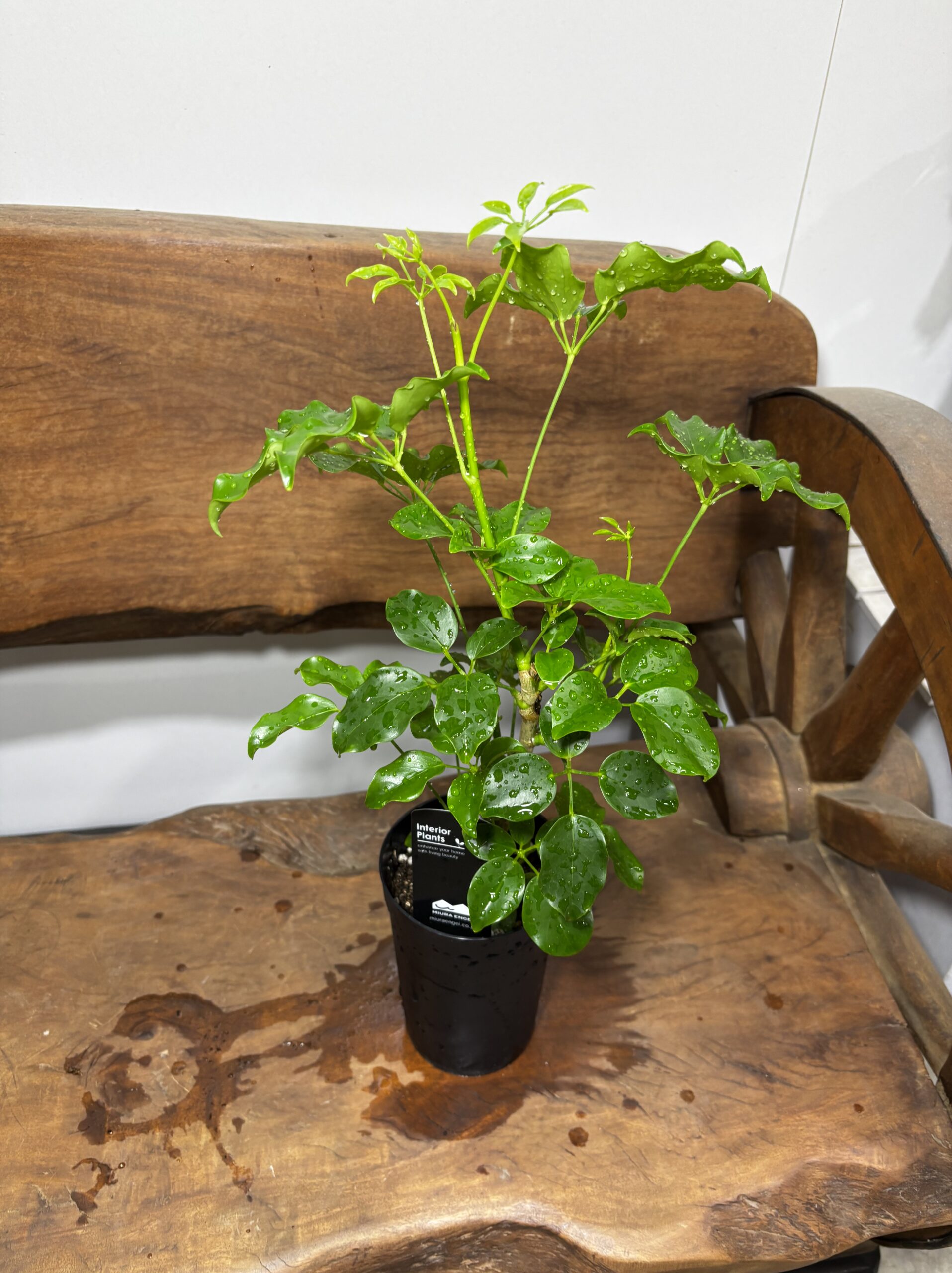 シェフレラ・エリプティカ - 画像 (7)