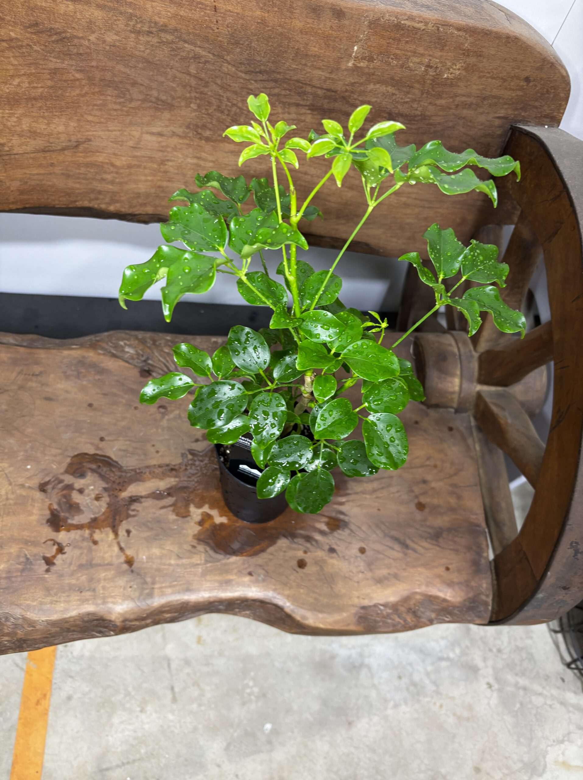 シェフレラ・エリプティカ - 画像 (8)