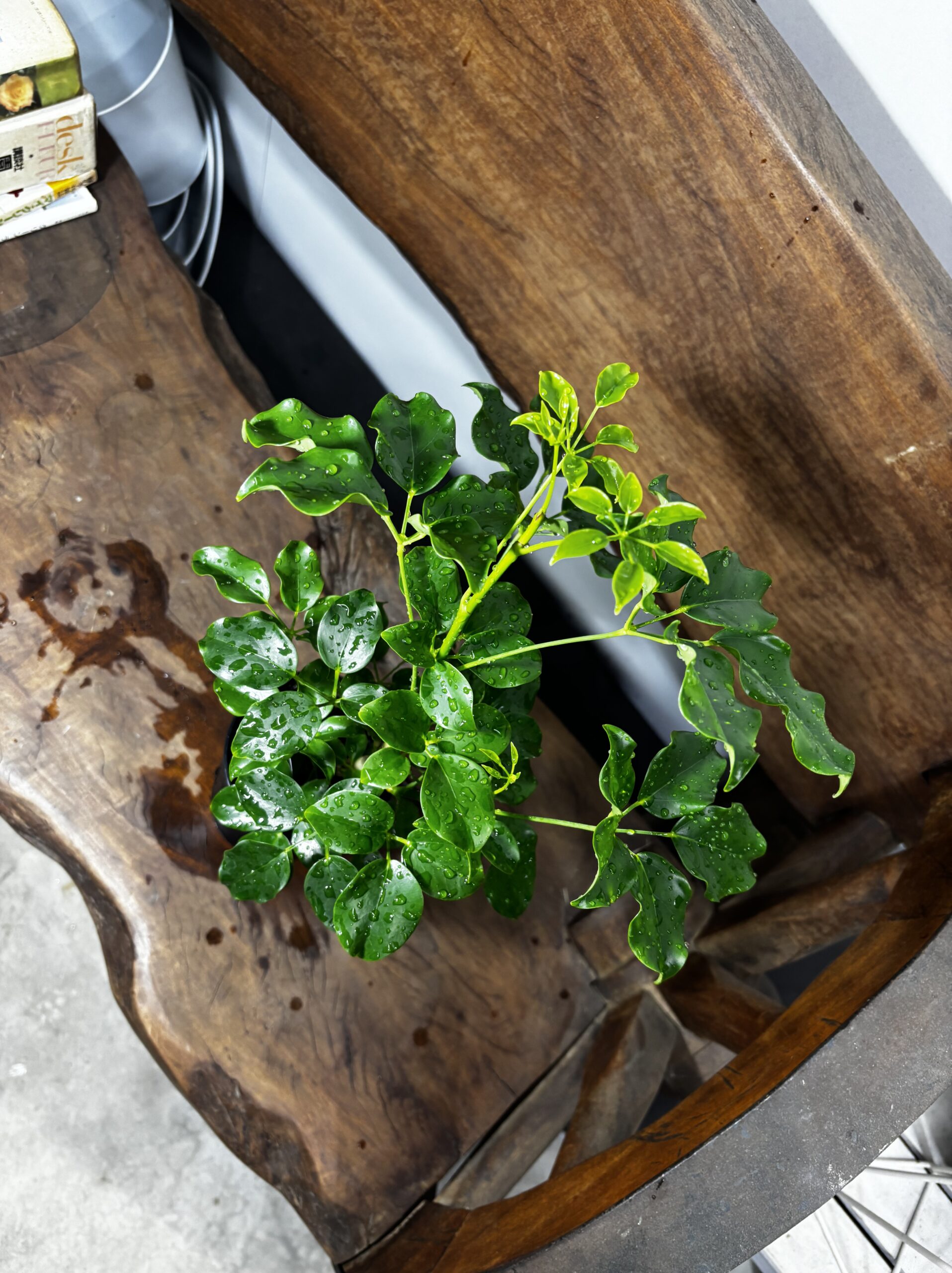 シェフレラ・エリプティカ - 画像 (9)