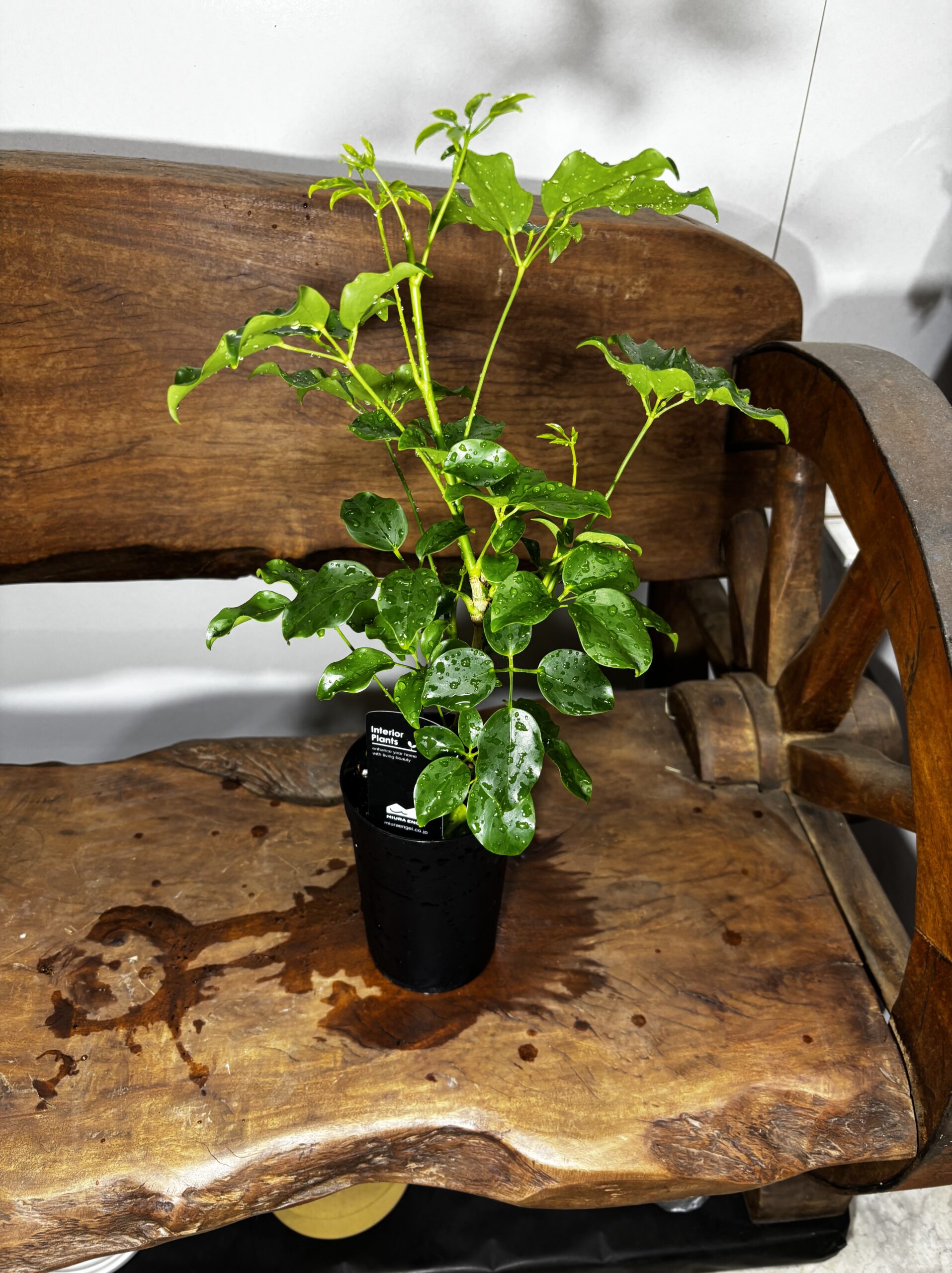 シェフレラ・エリプティカ - 画像 (10)