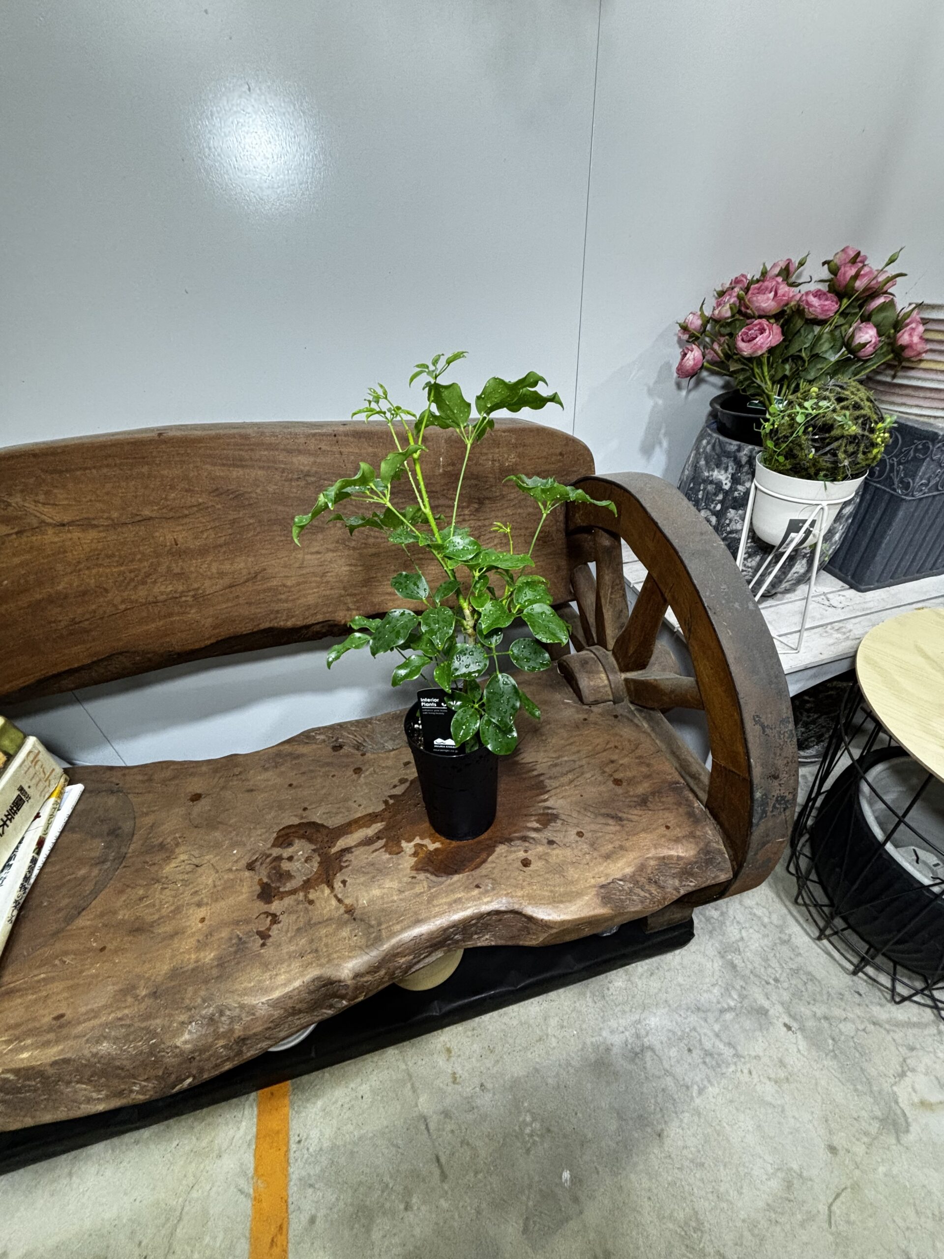 シェフレラ・エリプティカ - 画像 (11)