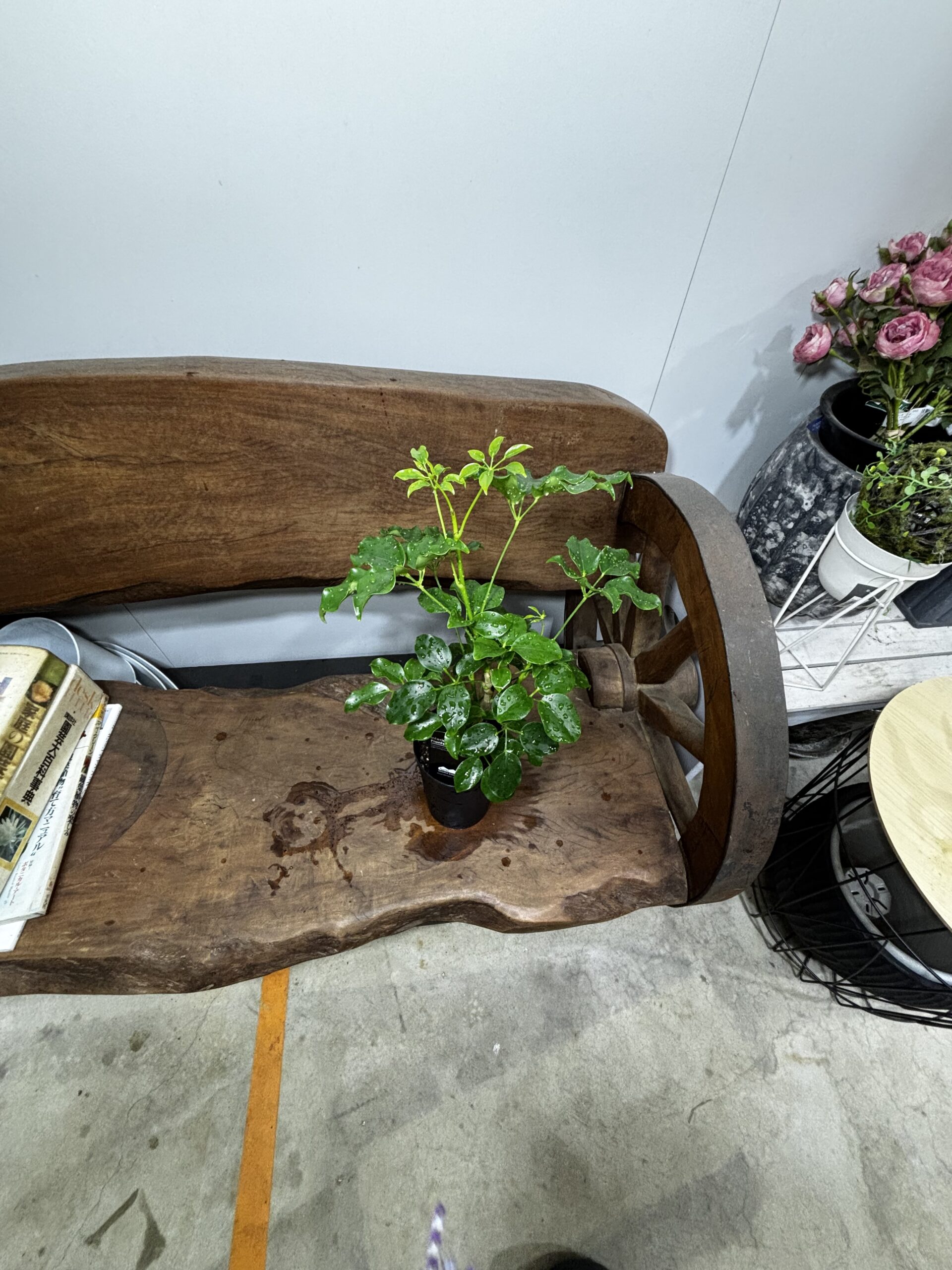 シェフレラ・エリプティカ - 画像 (12)