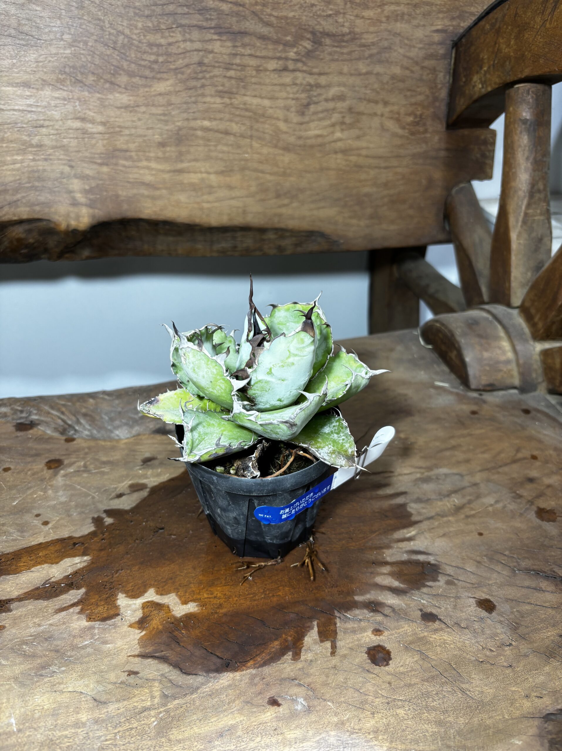 アガベ・チタノタ・ブラック＆ブルー - 画像 (5)