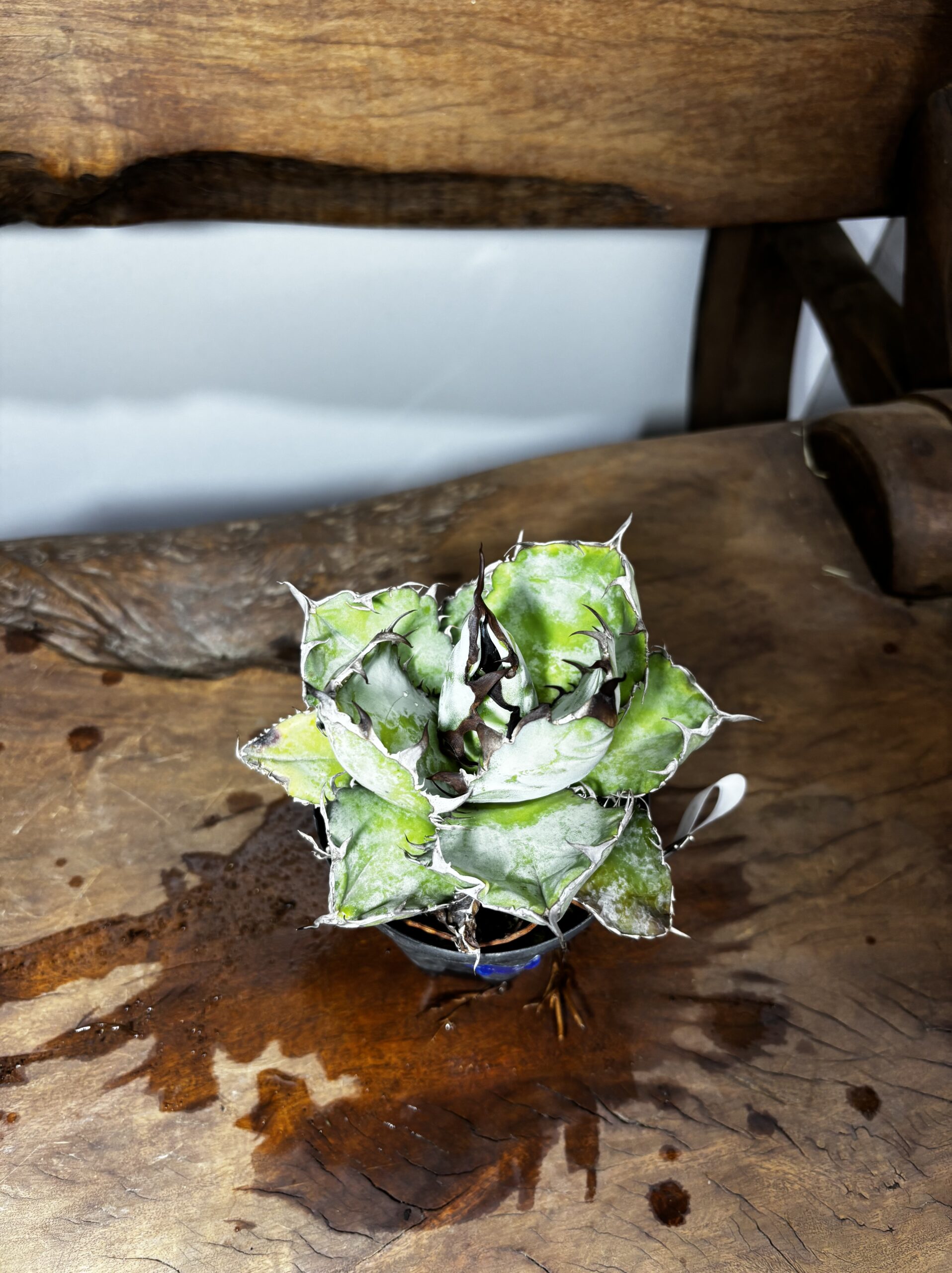 アガベ・チタノタ・ブラック＆ブルー - 画像 (6)