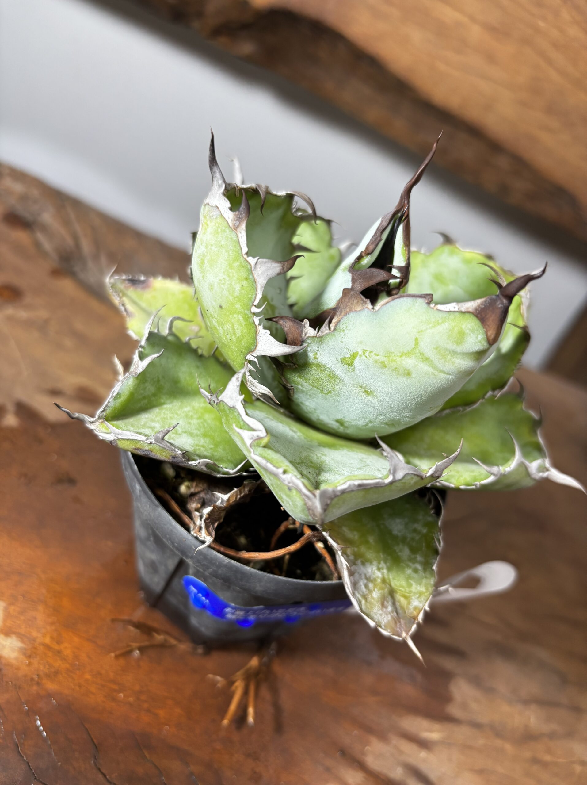 アガベ・チタノタ・ブラック＆ブルー - 画像 (2)