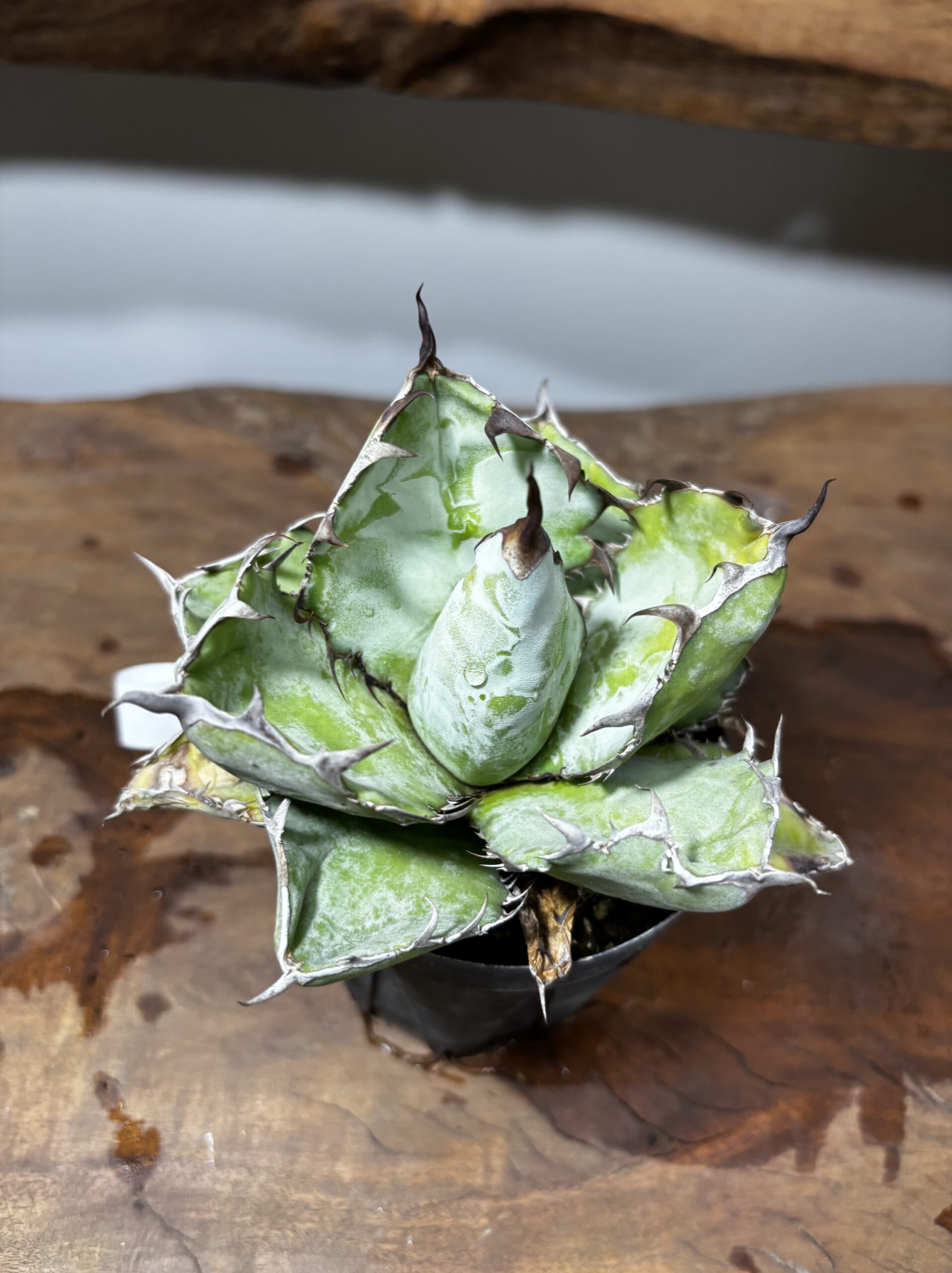 アガベ・チタノタ・ブラック&ブルー