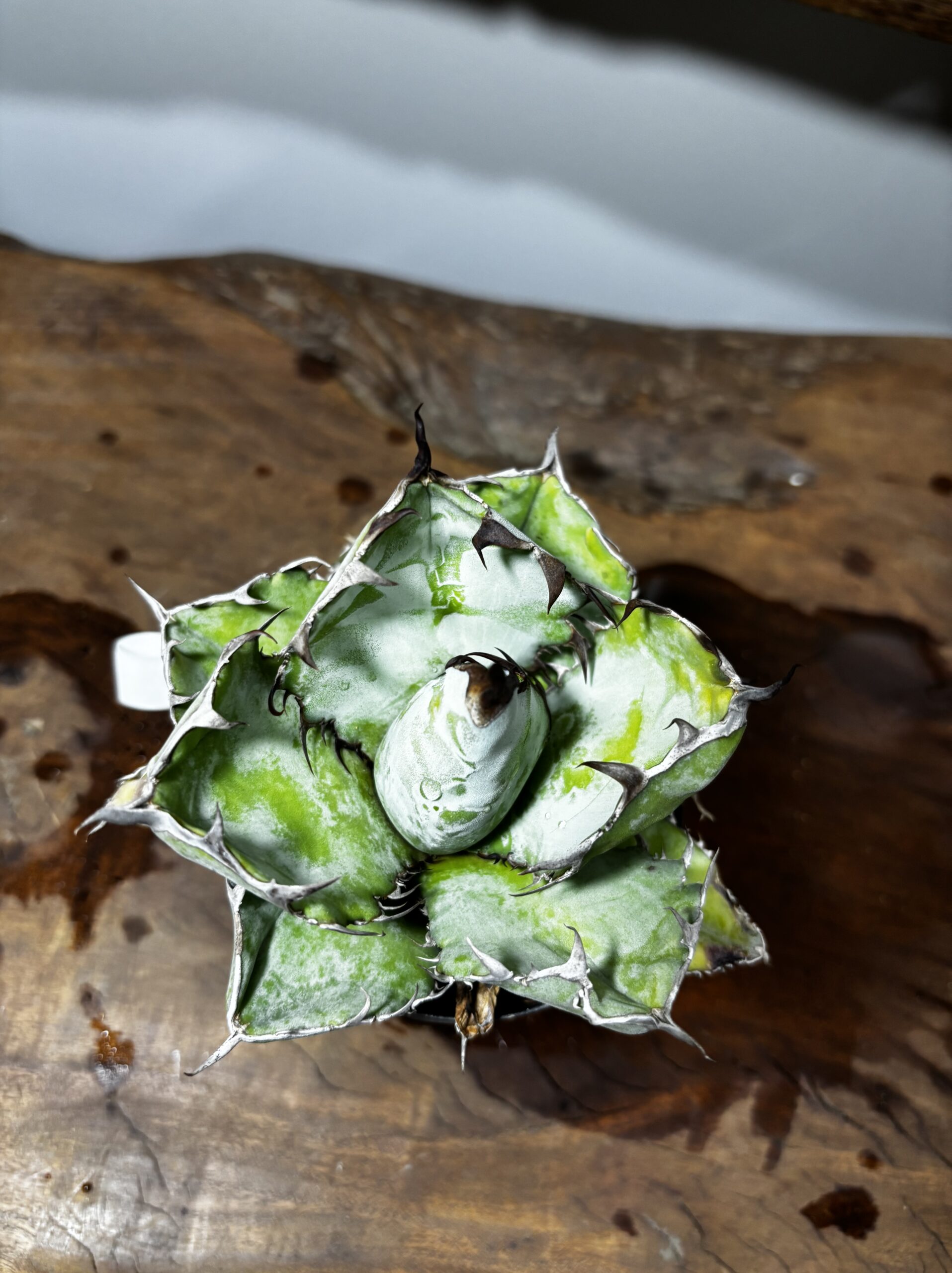 アガベ・チタノタ・ブラック＆ブルー - 画像 (4)