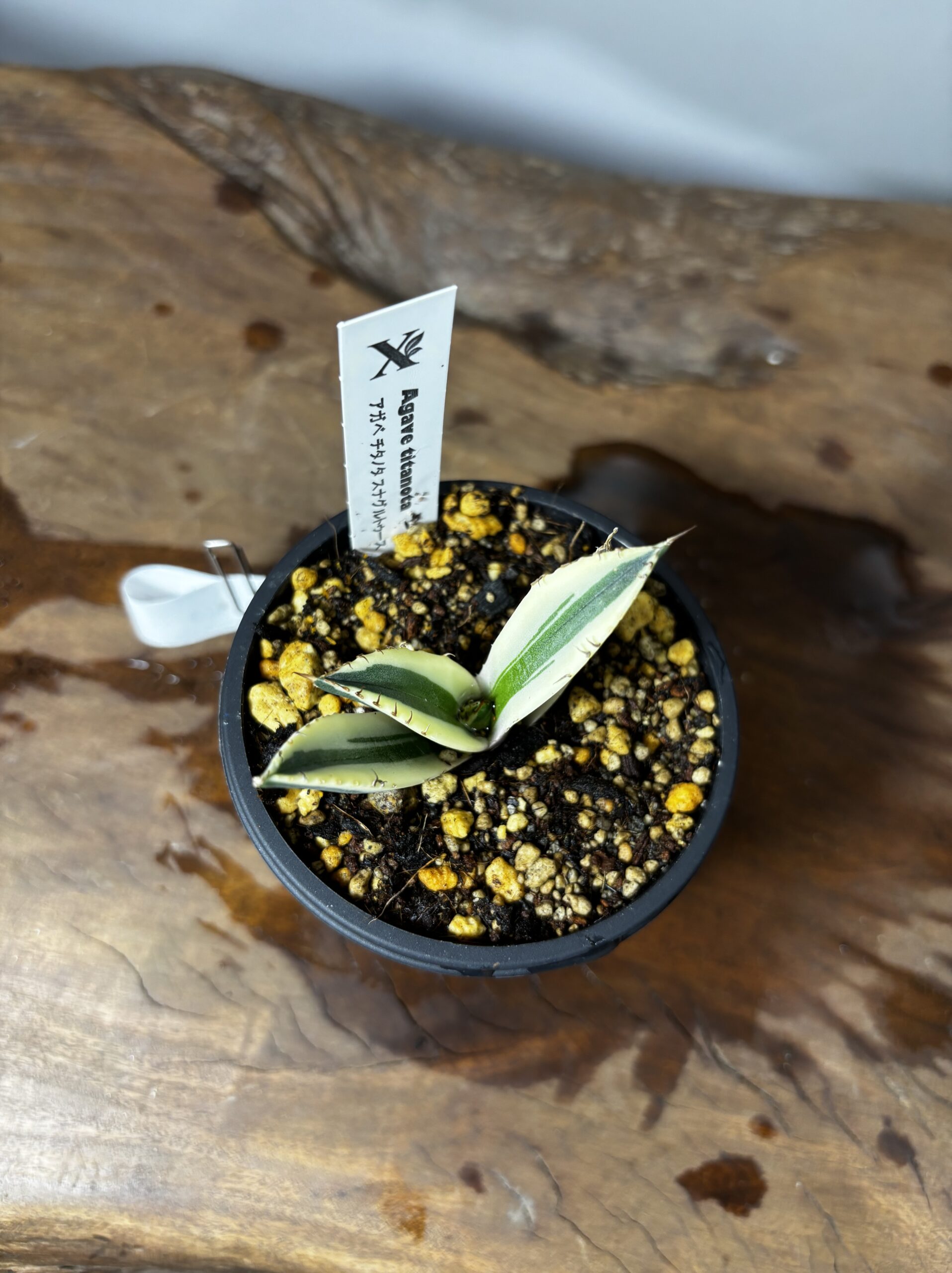 アガベ・チタノタ・スナグルトゥース - 画像 (2)