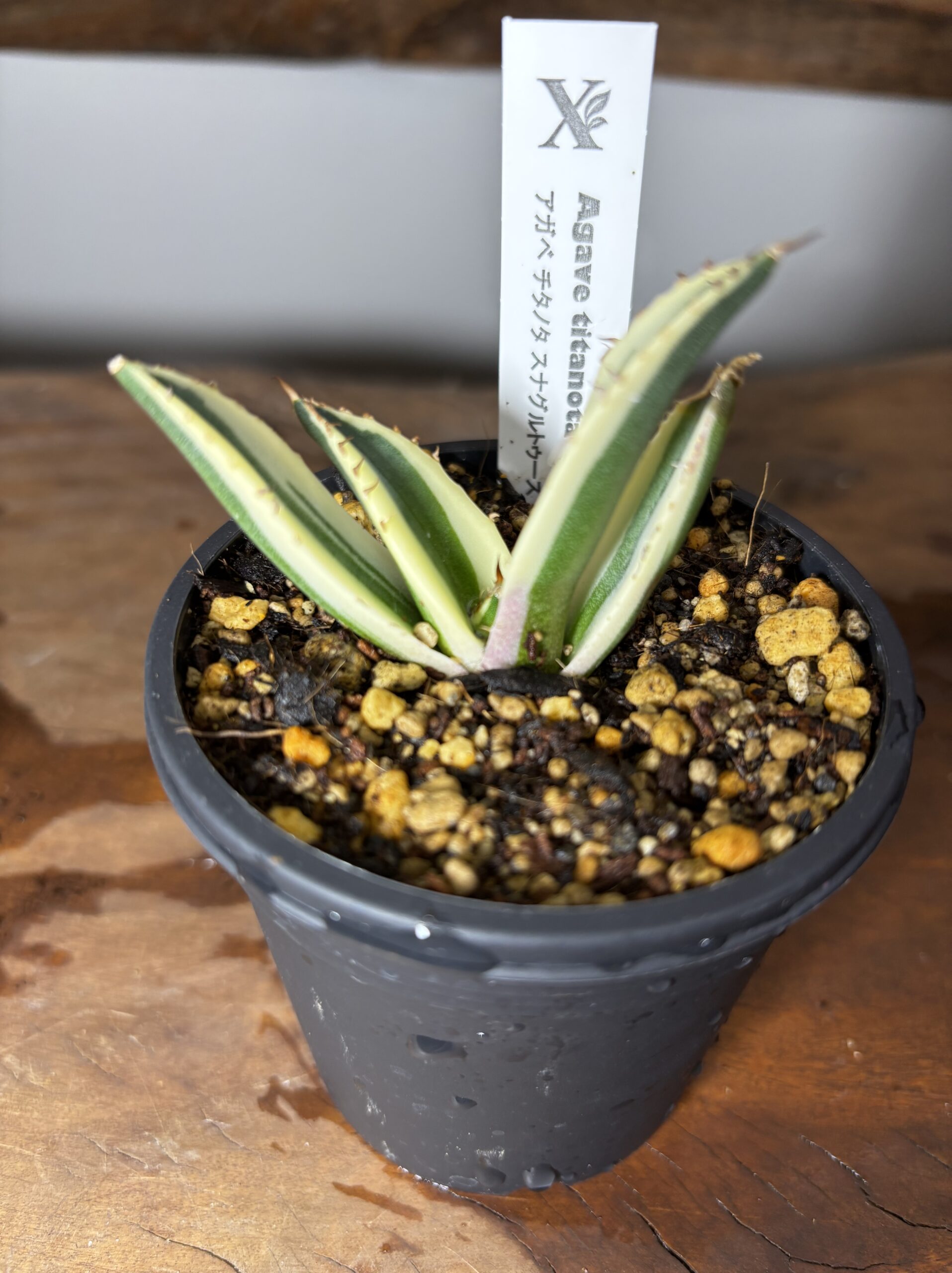 アガベ・チタノタ・スナグルトゥース - 画像 (4)