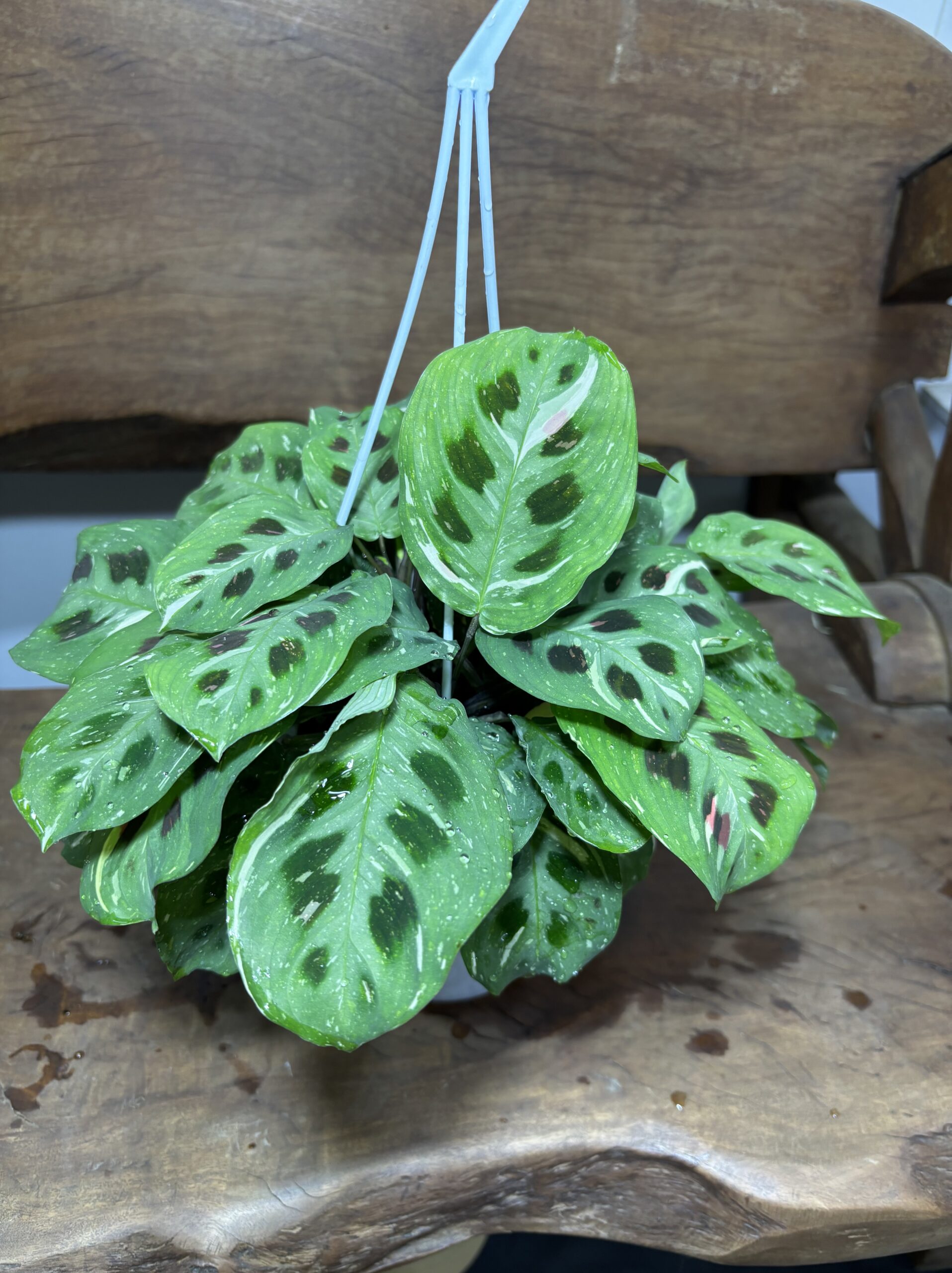 マランタ・レウコネウラケルコベアーナ　ビカラー　斑入り - 画像 (2)