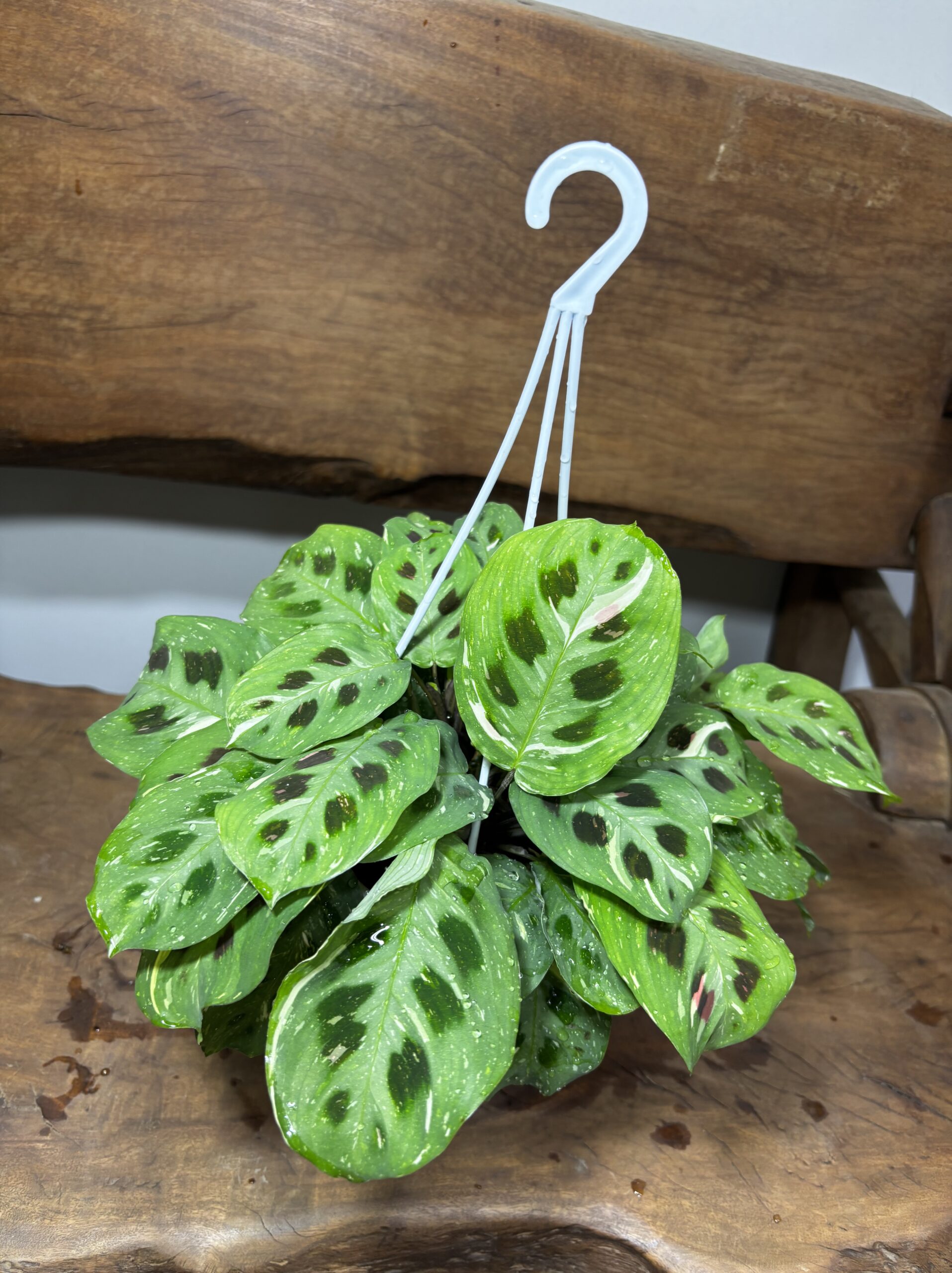 マランタ・レウコネウラケルコベアーナ　ビカラー　斑入り - 画像 (3)