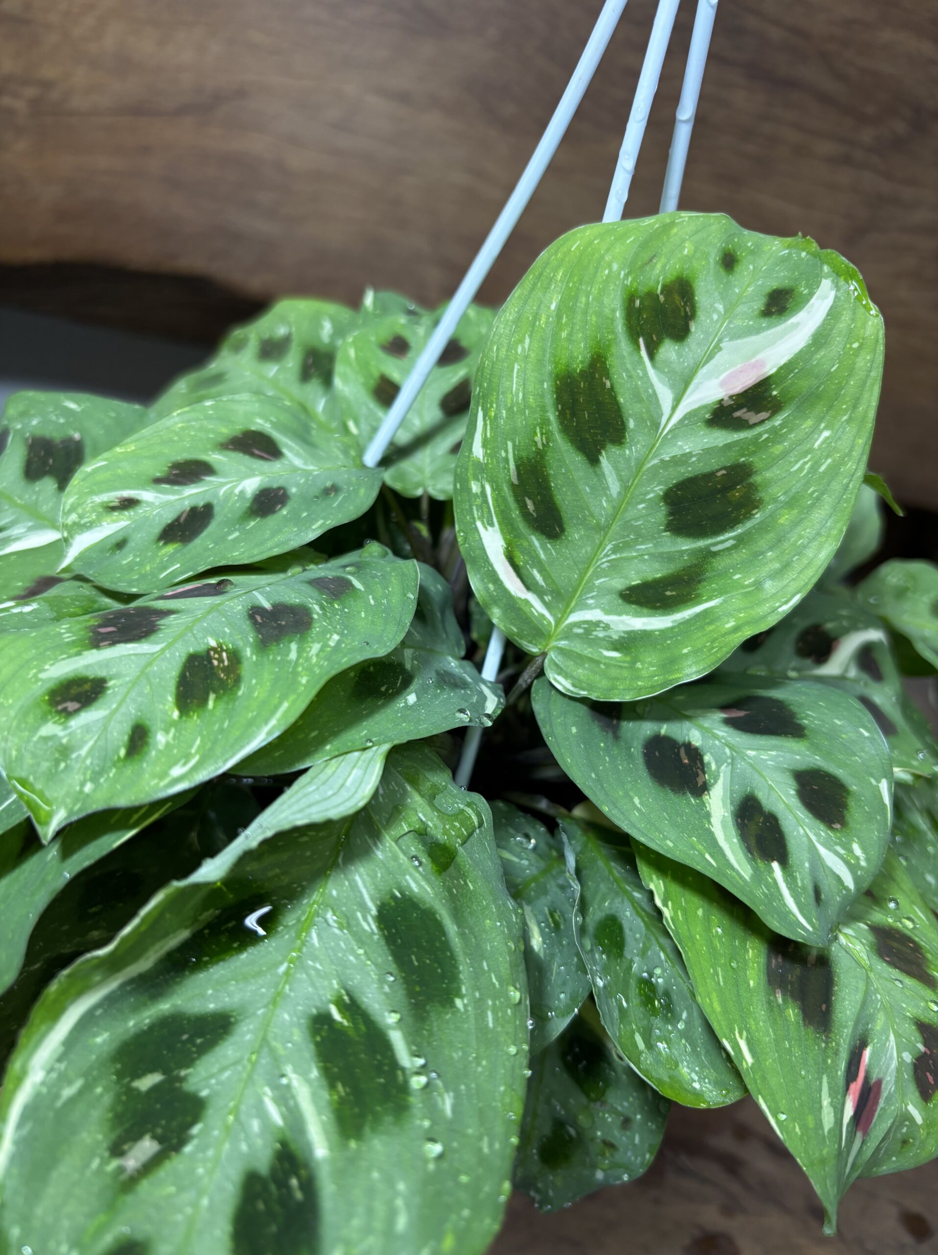 マランタ・レウコネウラケルコベアーナ　ビカラー　斑入り - 画像 (4)