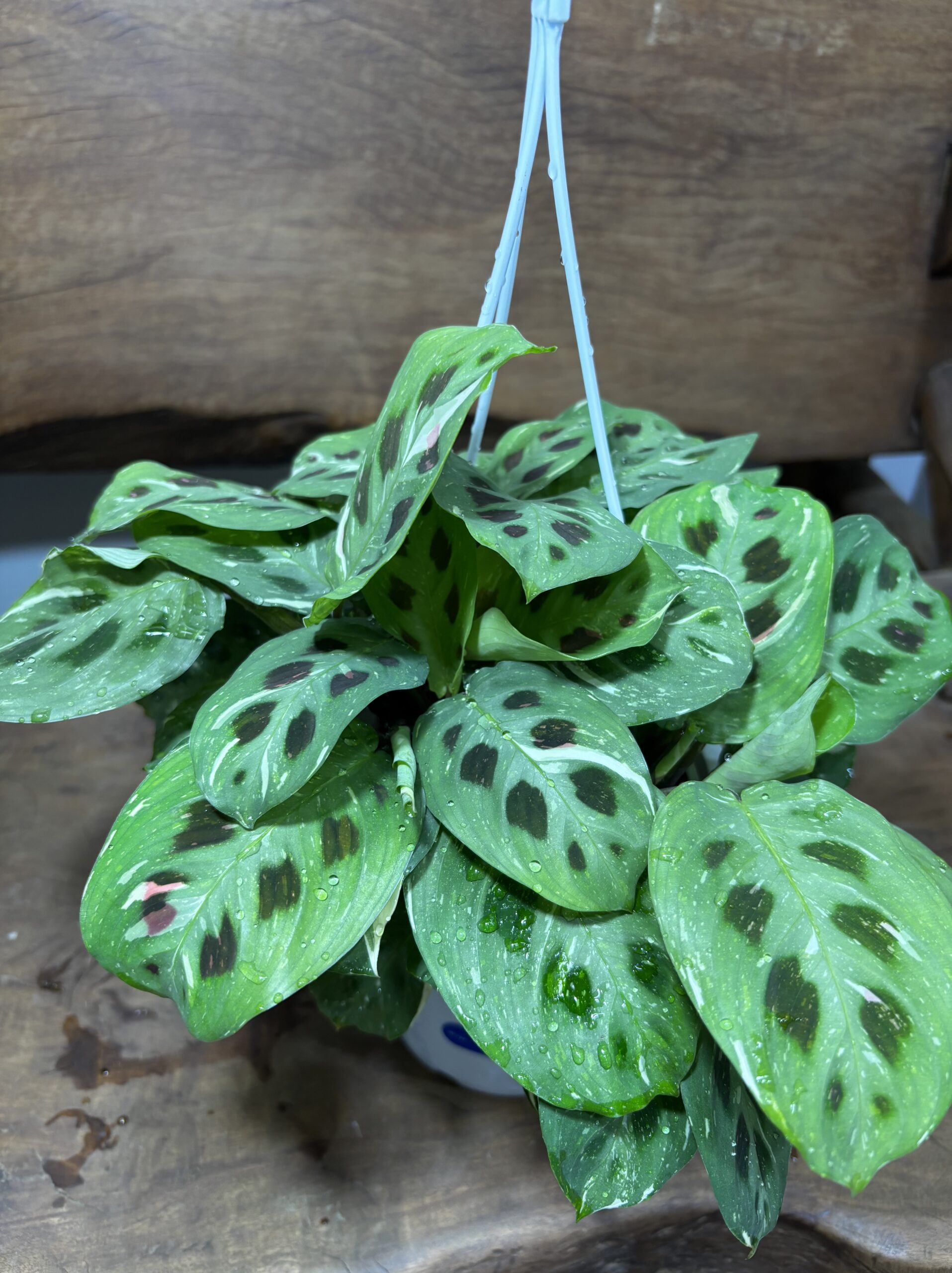 マランタ・レウコネウラケルコベアーナ ビカラー 斑入り